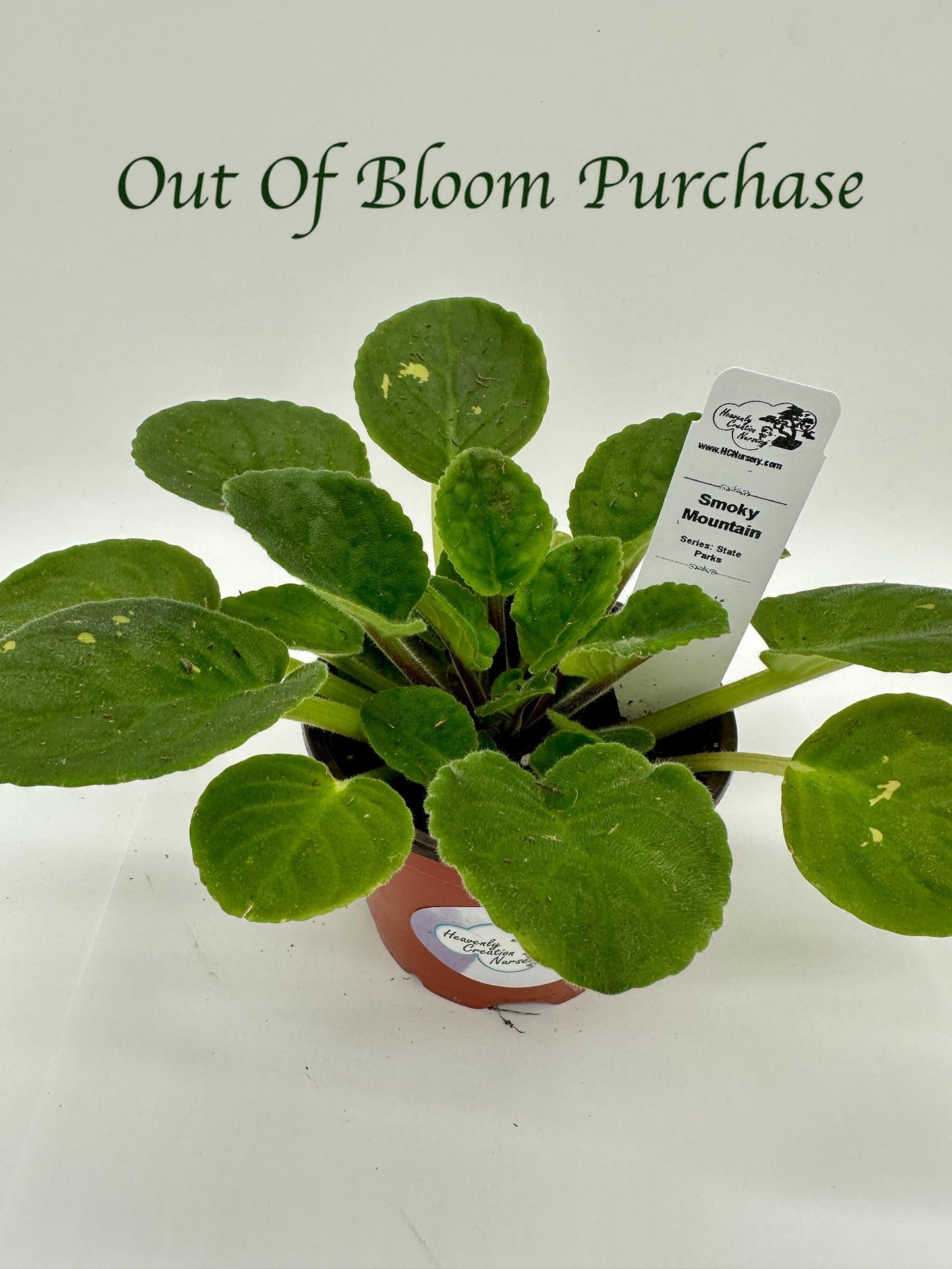 Smoky Mountain - Live African Violet 4" - Series: State Parks