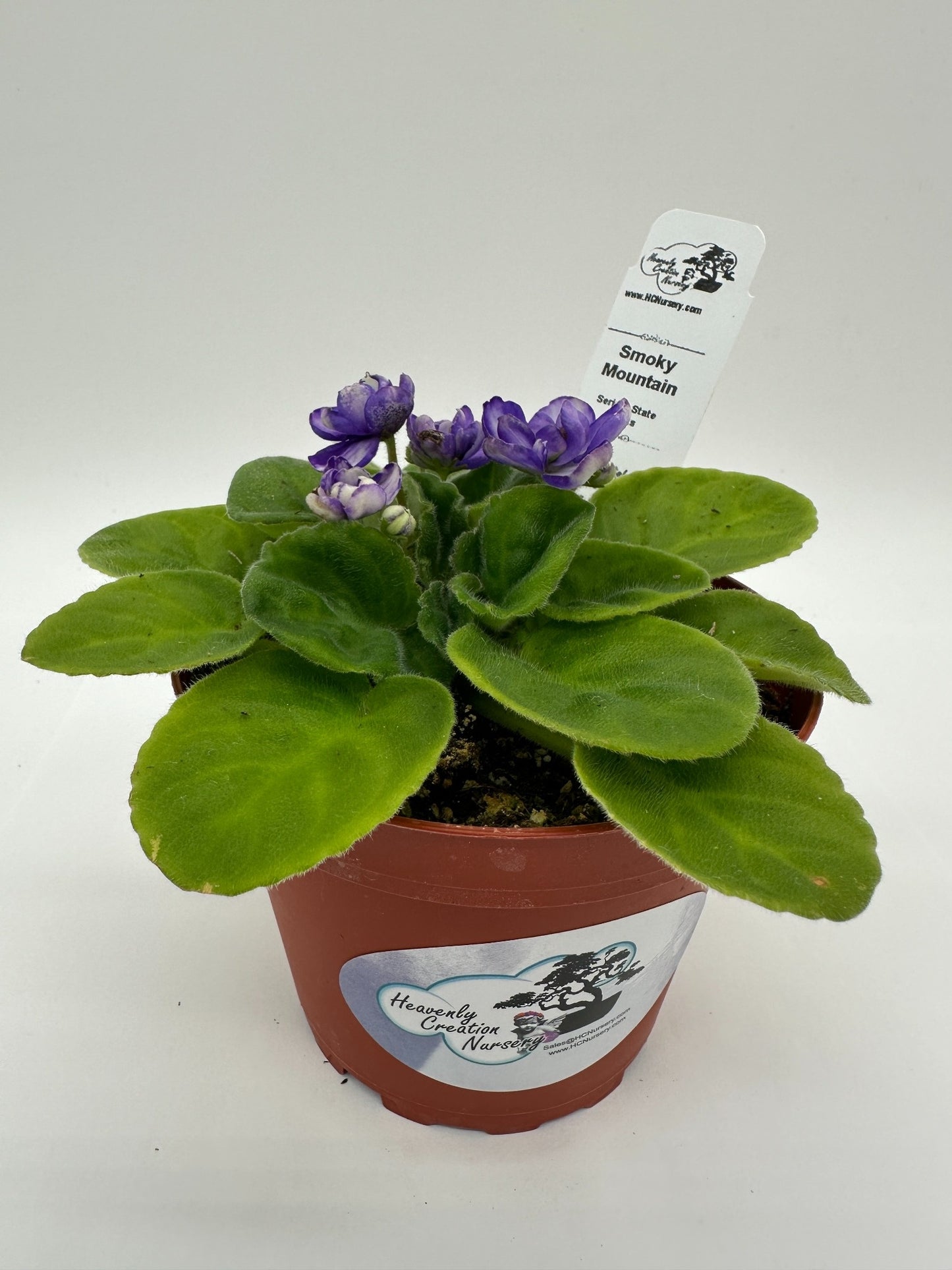 Smoky Mountain - Live African Violet 4" - Series: State Parks