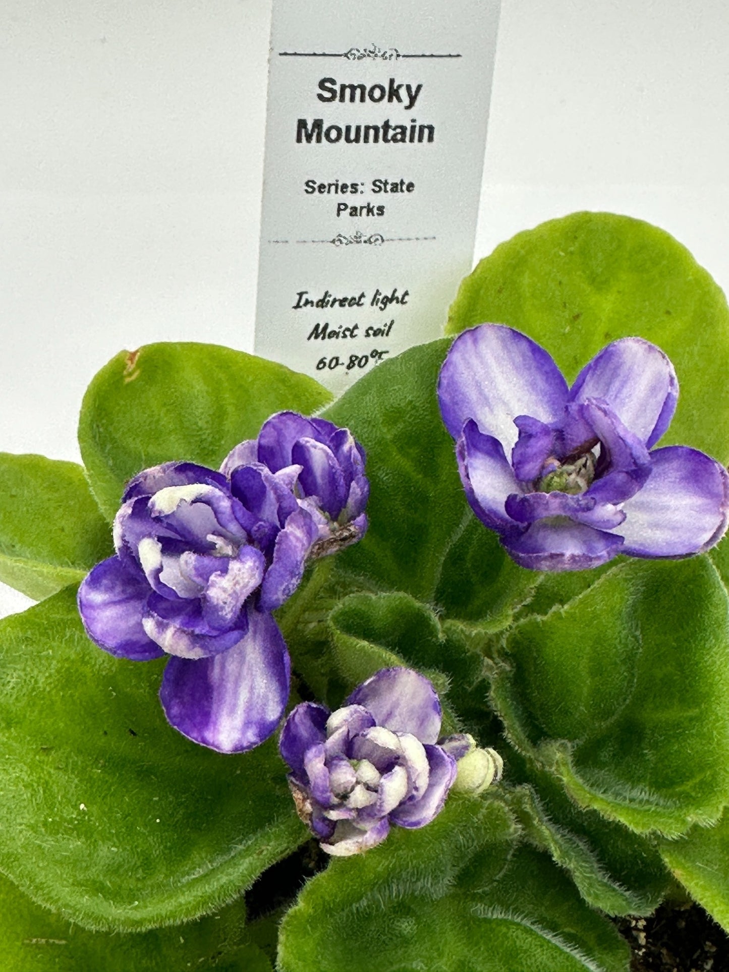 Smoky Mountain - Live African Violet 4" - Series: State Parks