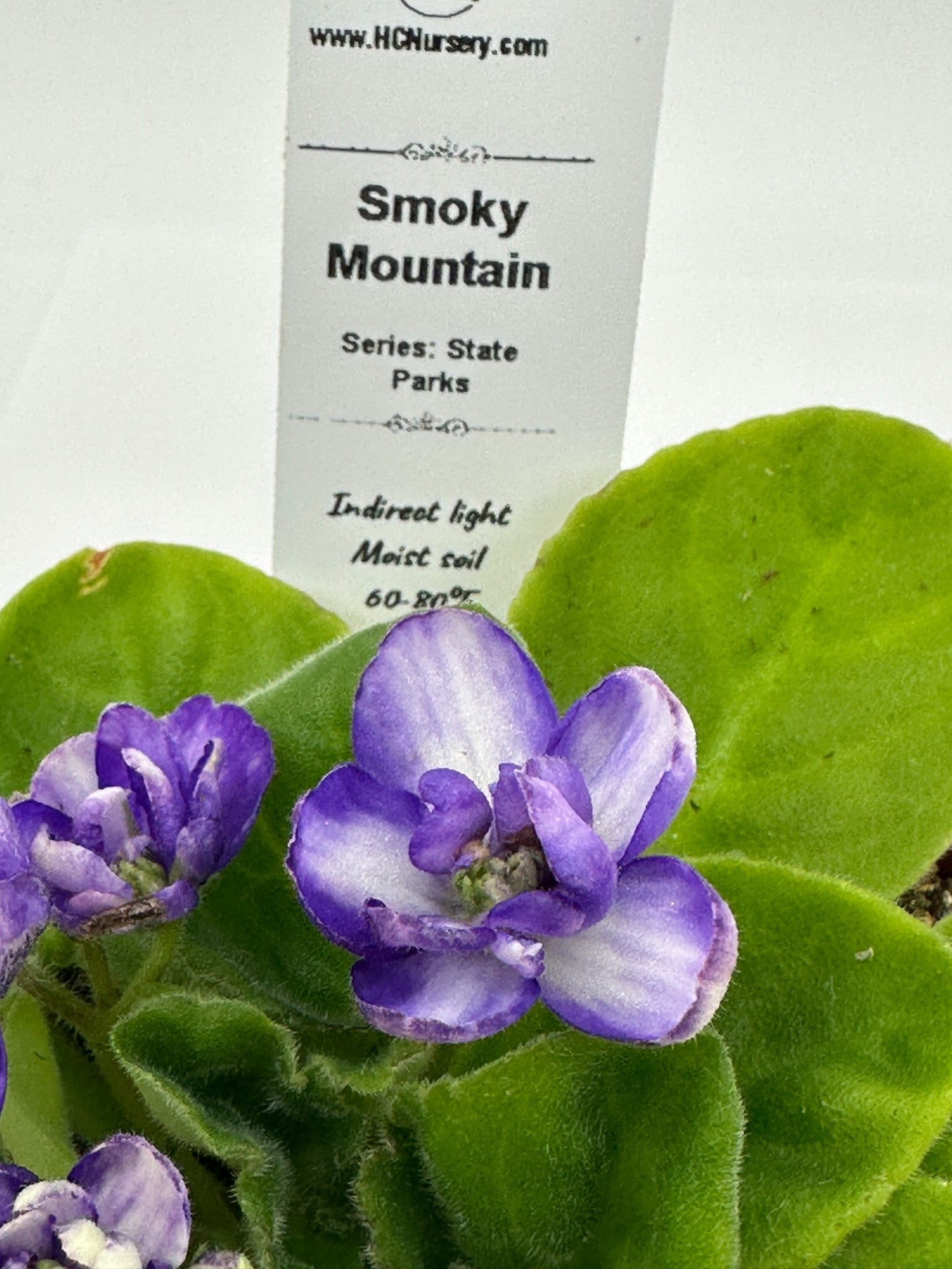 Smoky Mountain - Live African Violet 4" - Series: State Parks
