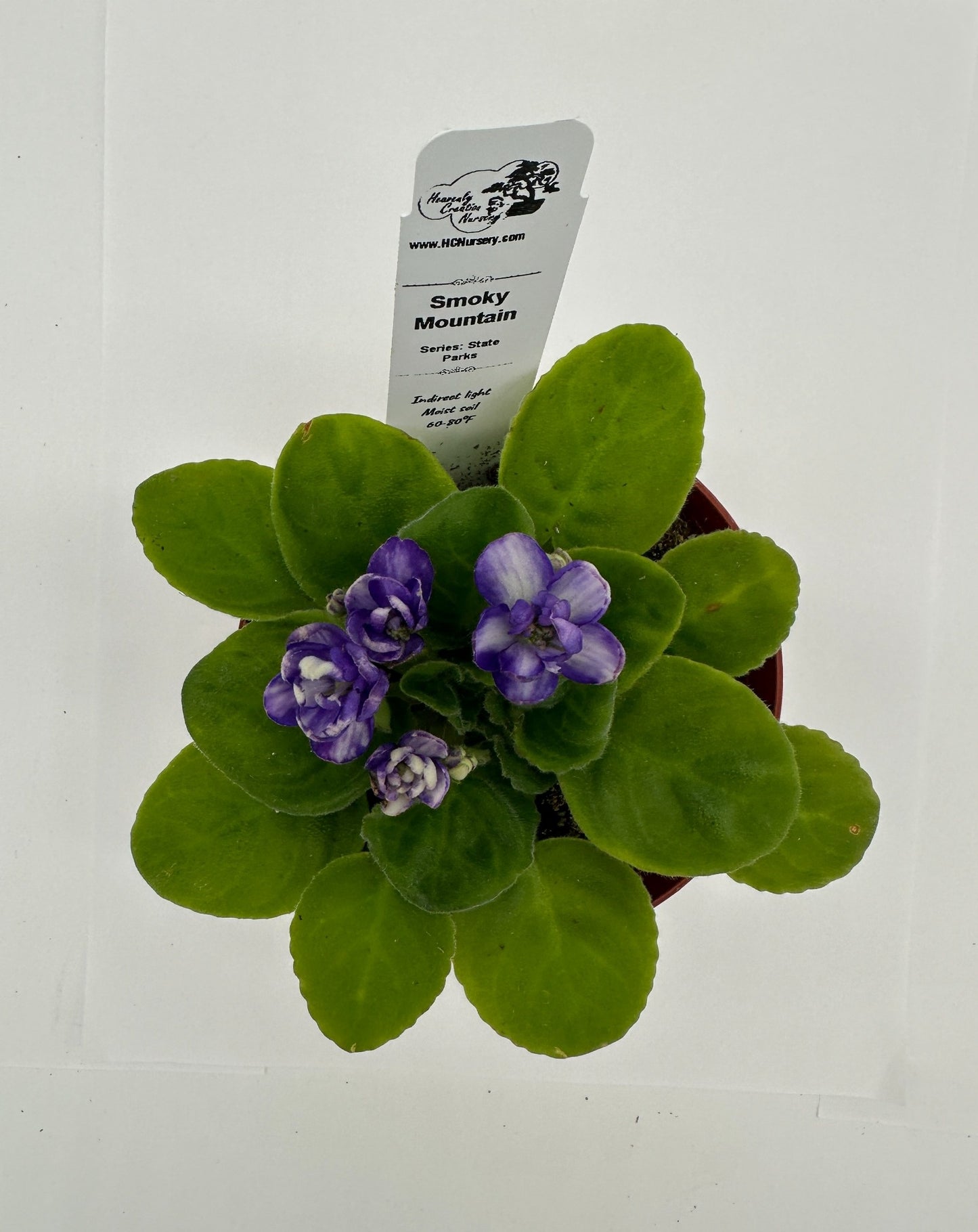 Smoky Mountain - Live African Violet 4" - Series: State Parks