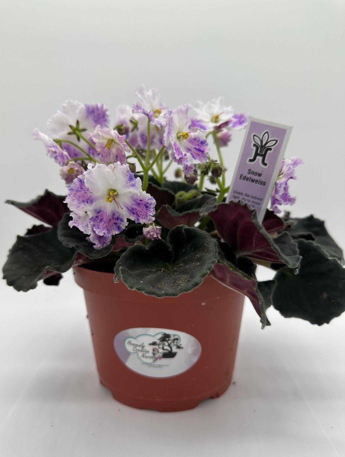 Snow Edelweiss - Live African Violet 6"