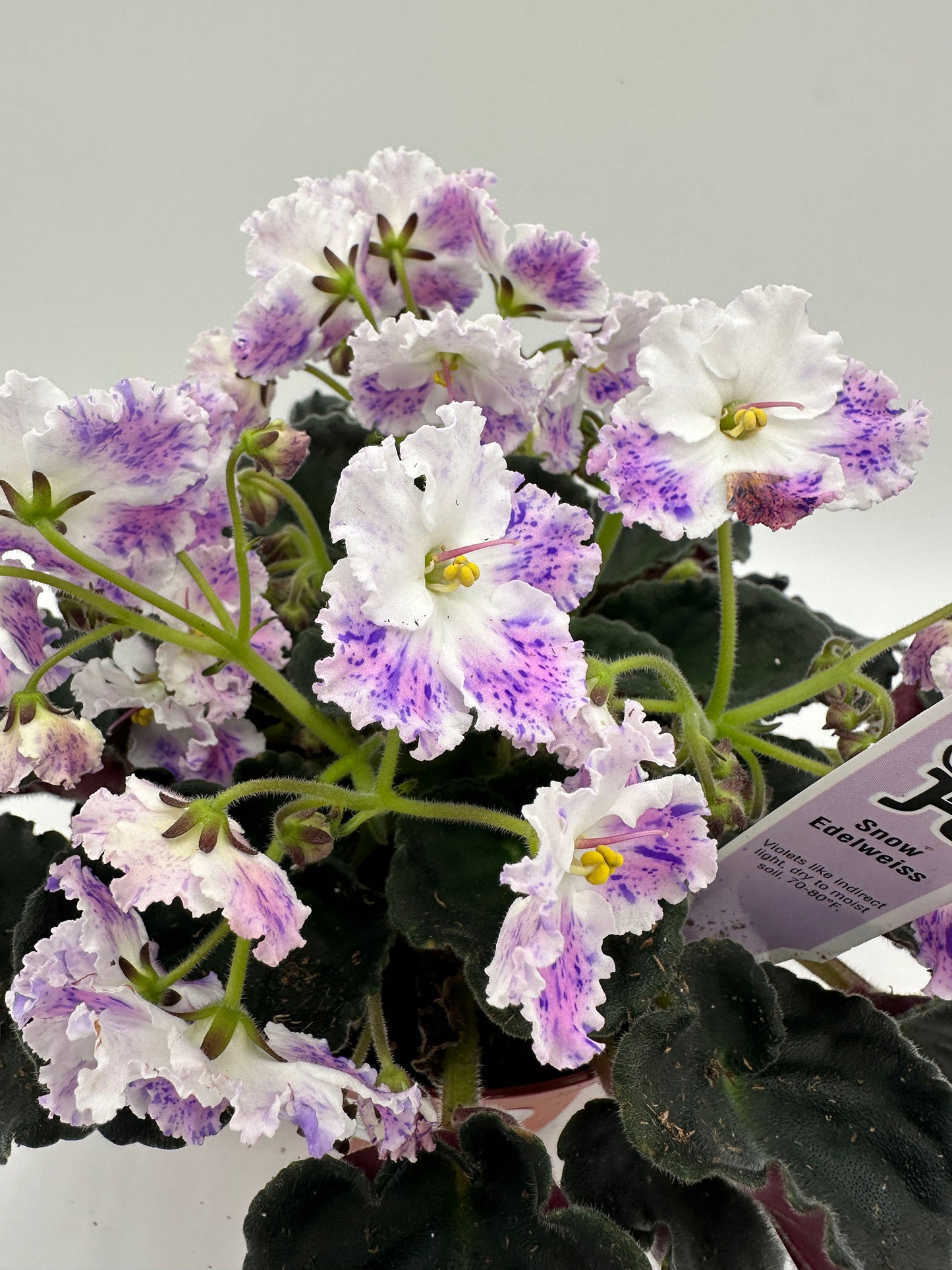 Snow Edelweiss - Live African Violet 6"