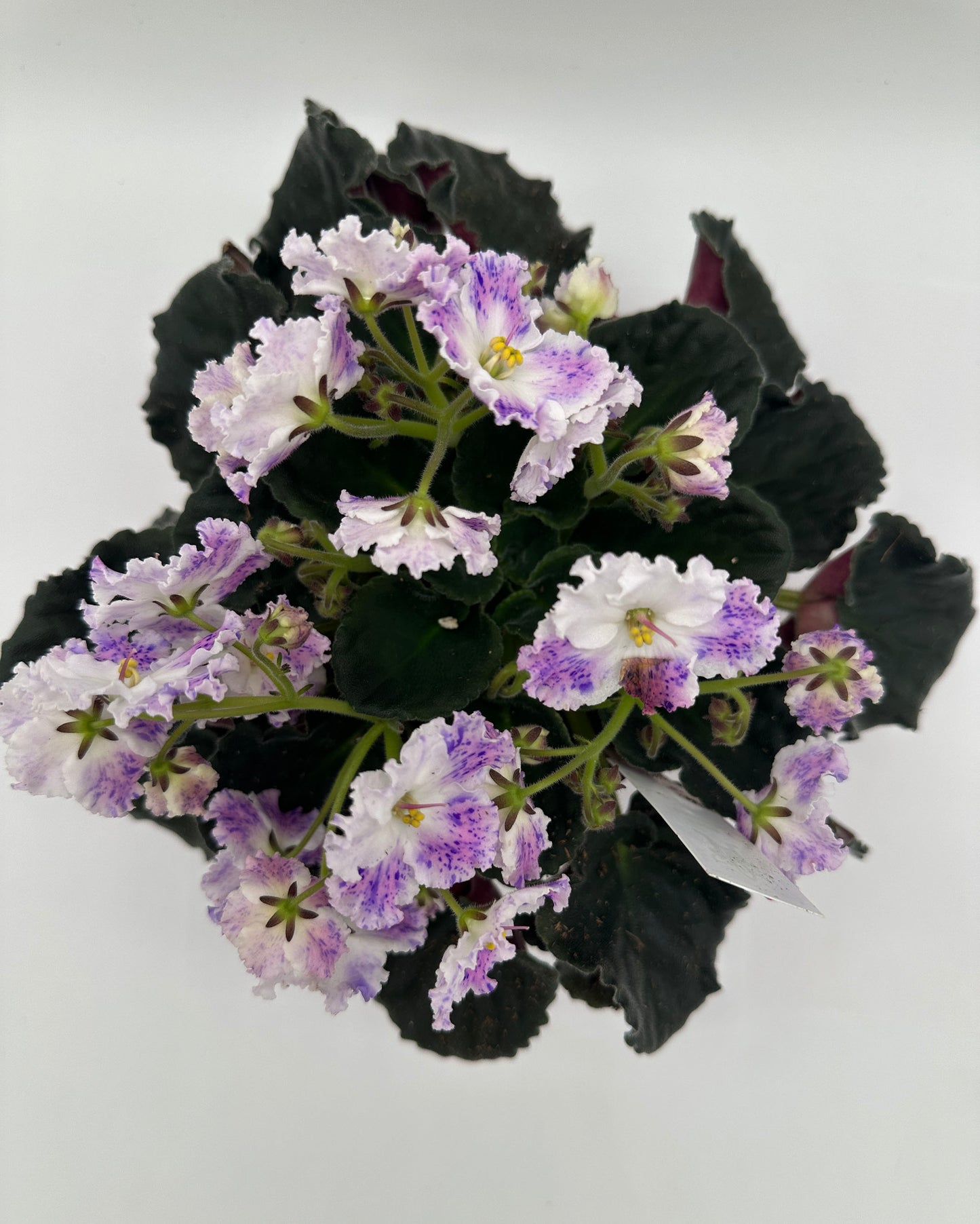 Snow Edelweiss - Live African Violet 6"