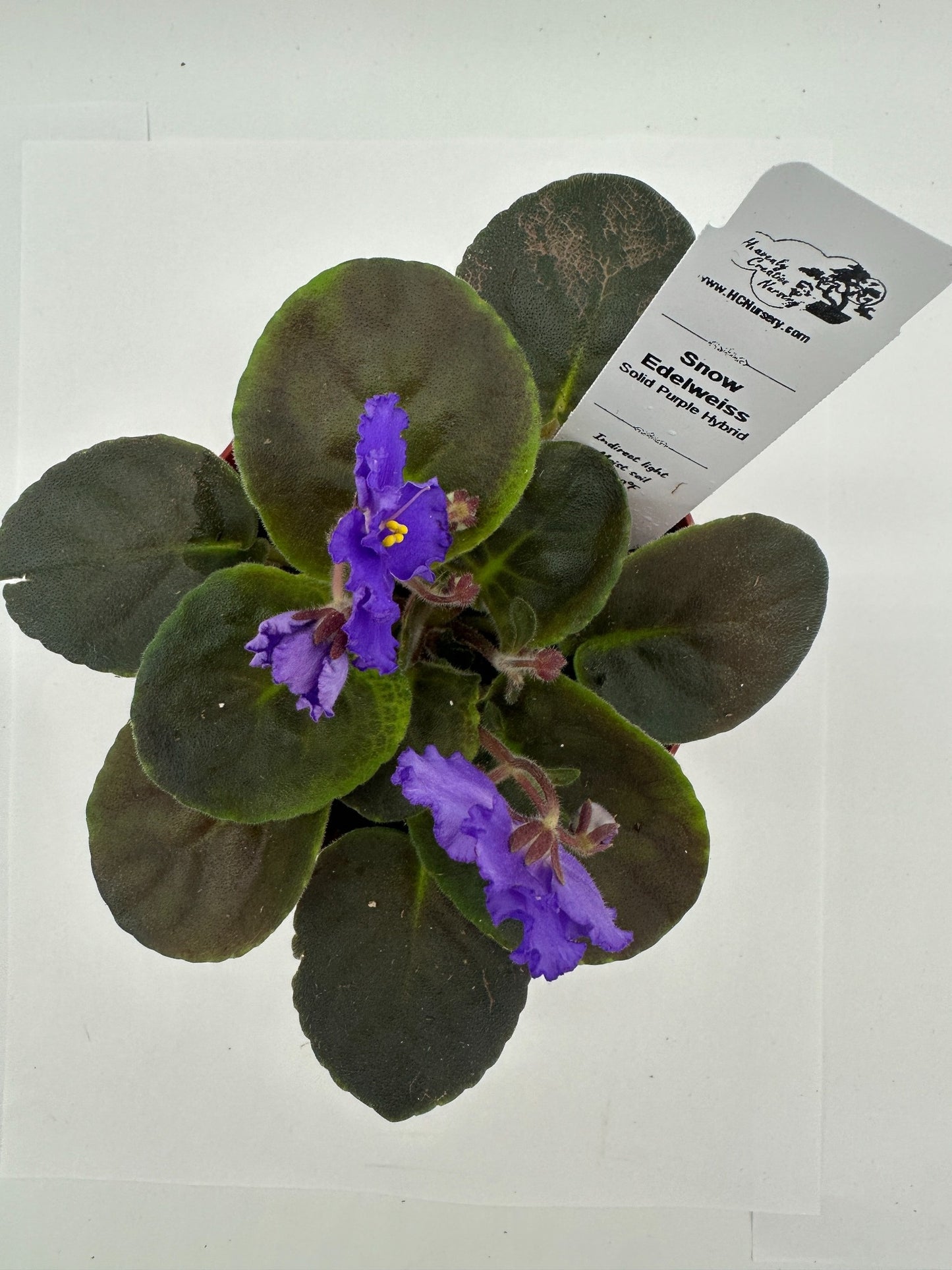 Snow Edelweiss - Solid Purple Hybrid - Live African Violet 4"