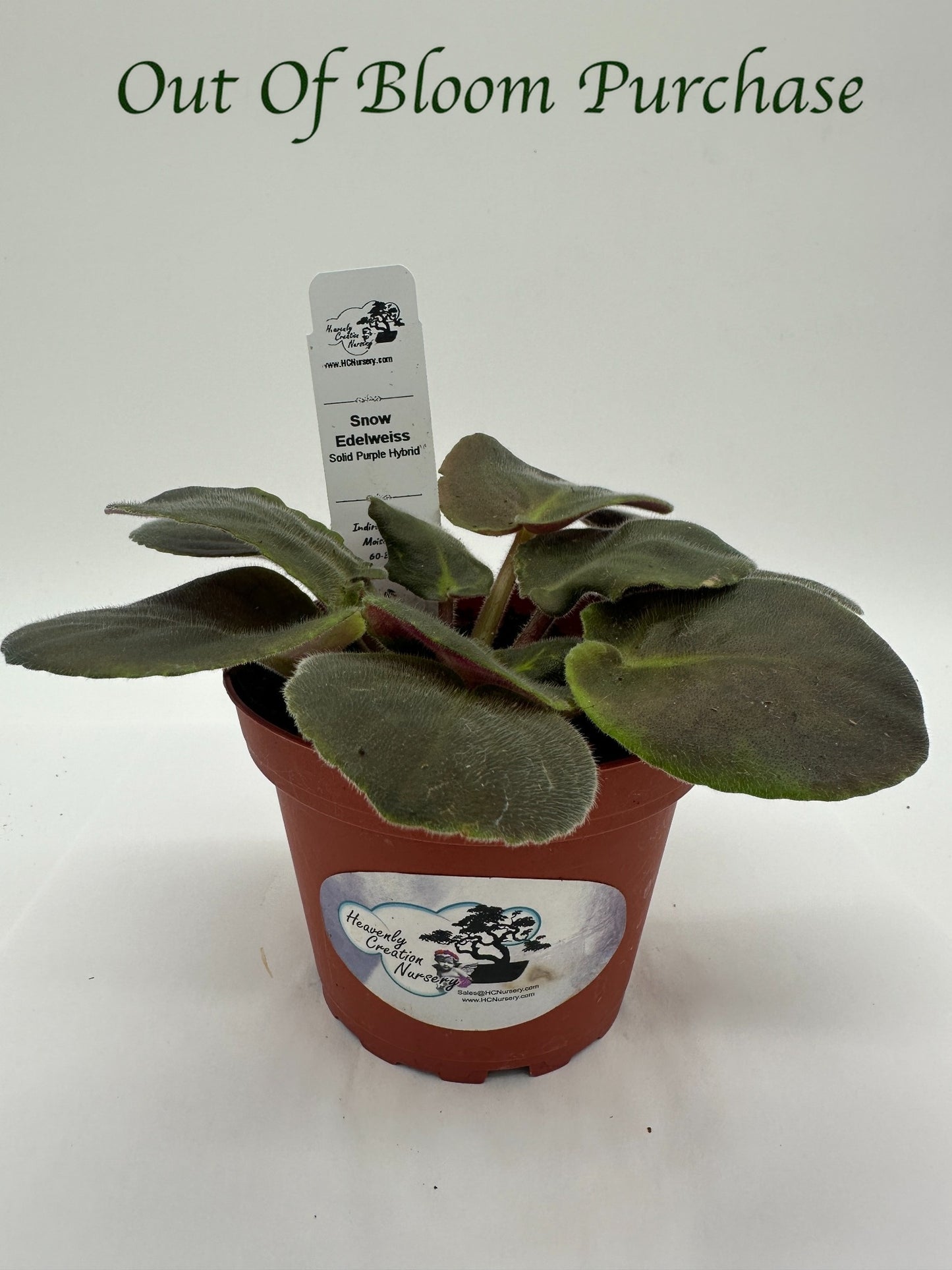 Snow Edelweiss - Solid Purple Hybrid - Live African Violet 4"