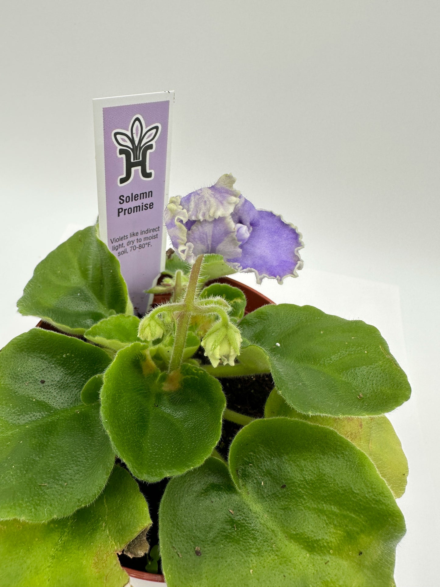 Solemn Promise - Live African Violet 4"