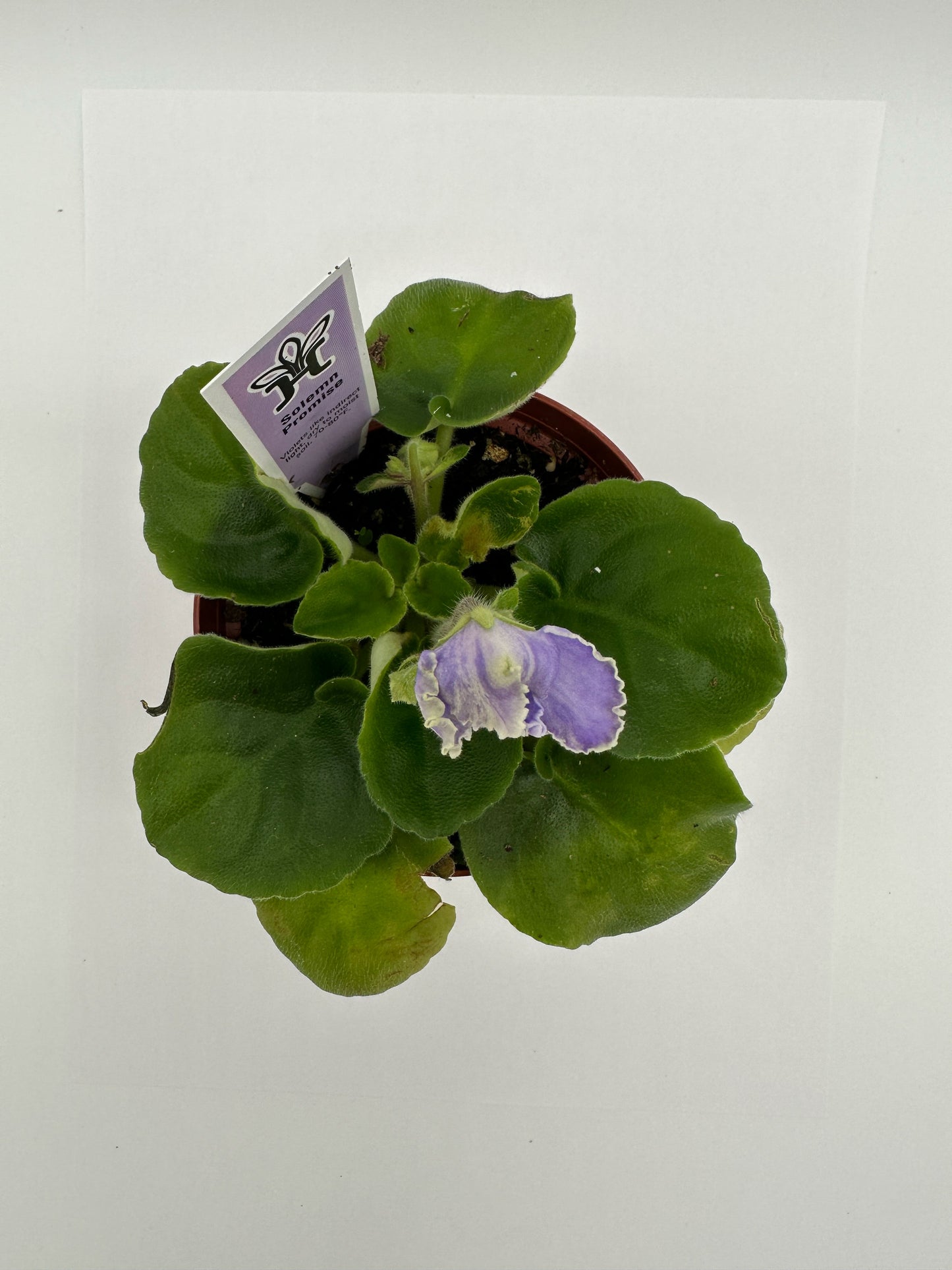 Solemn Promise - Live African Violet 4"