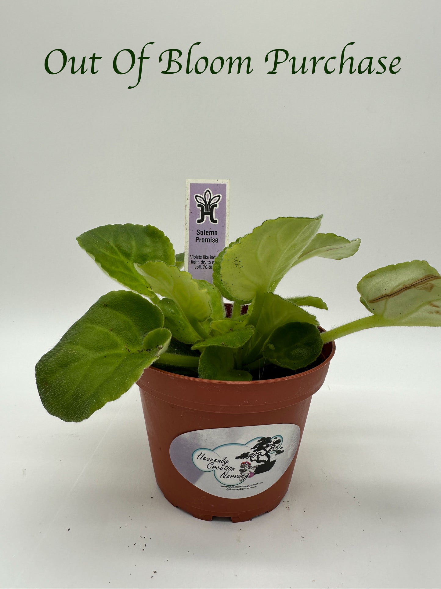 Solemn Promise - Live African Violet 4"