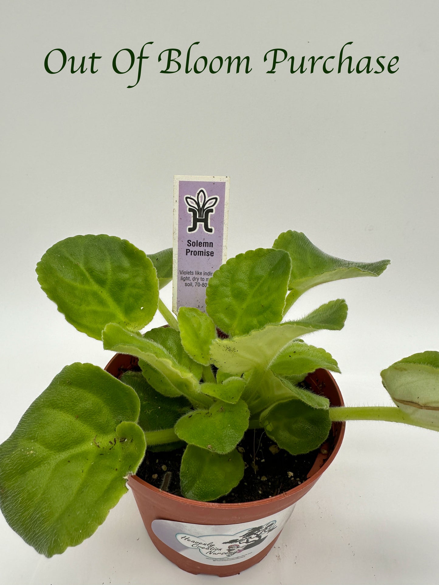 Solemn Promise - Live African Violet 4"