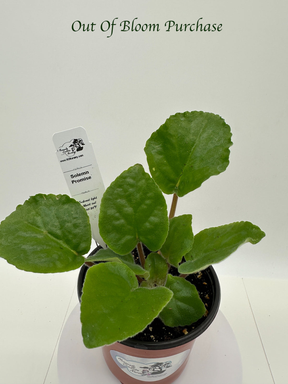 Solemn Promise - Live African Violet 4"