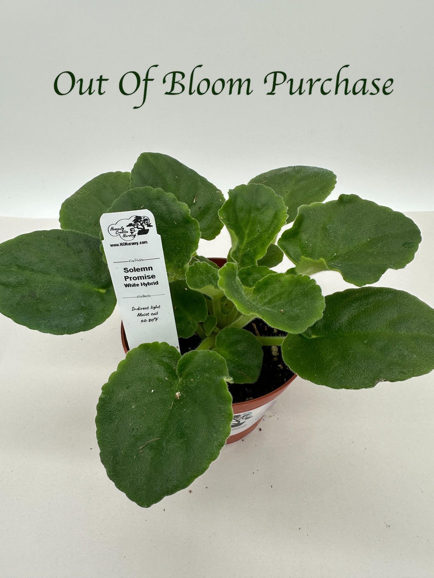 Solemn Promise - White Hybrid - Live African Violet 4"