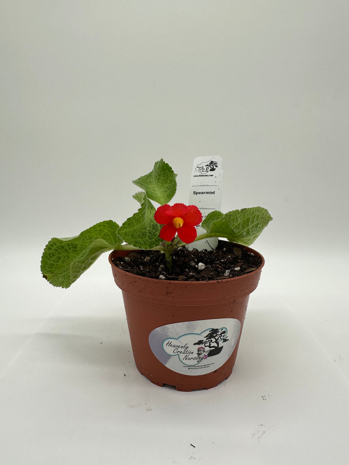 Spearmint - Live Episcia 4"