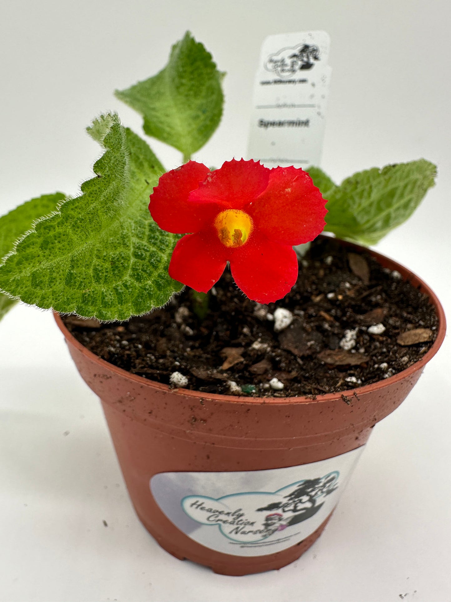 Spearmint - Live Episcia 4"