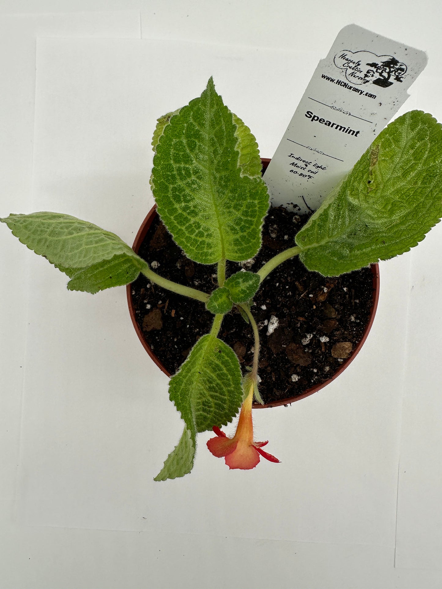 Spearmint - Live Episcia 4"