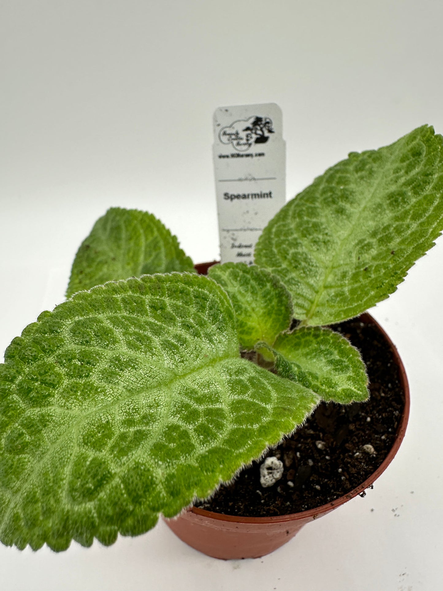 Spearmint - Live Episcia 4"