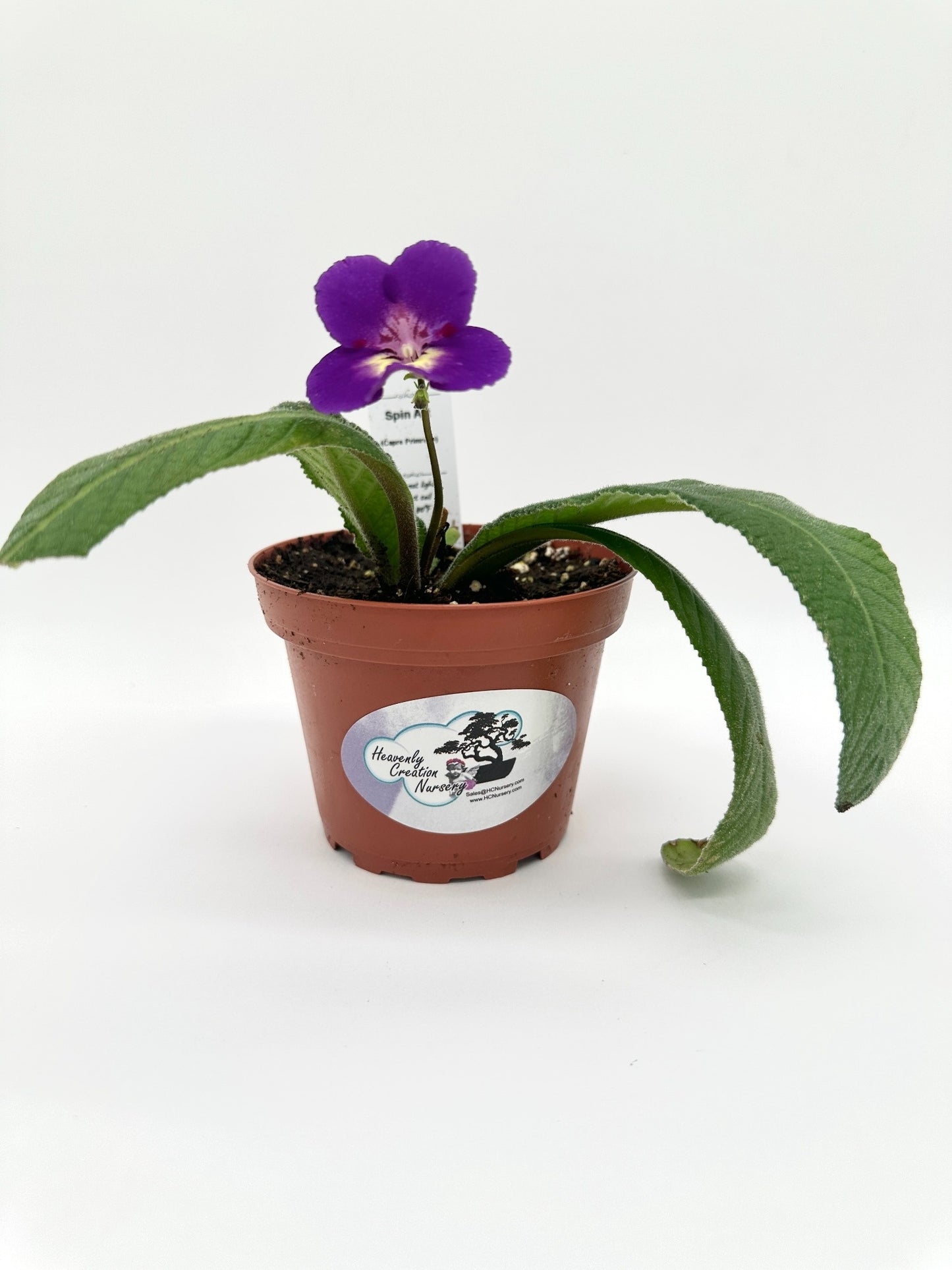 Spin Art Streptocarpus (Cape Primrose) Live Plant in 4" nursery pot