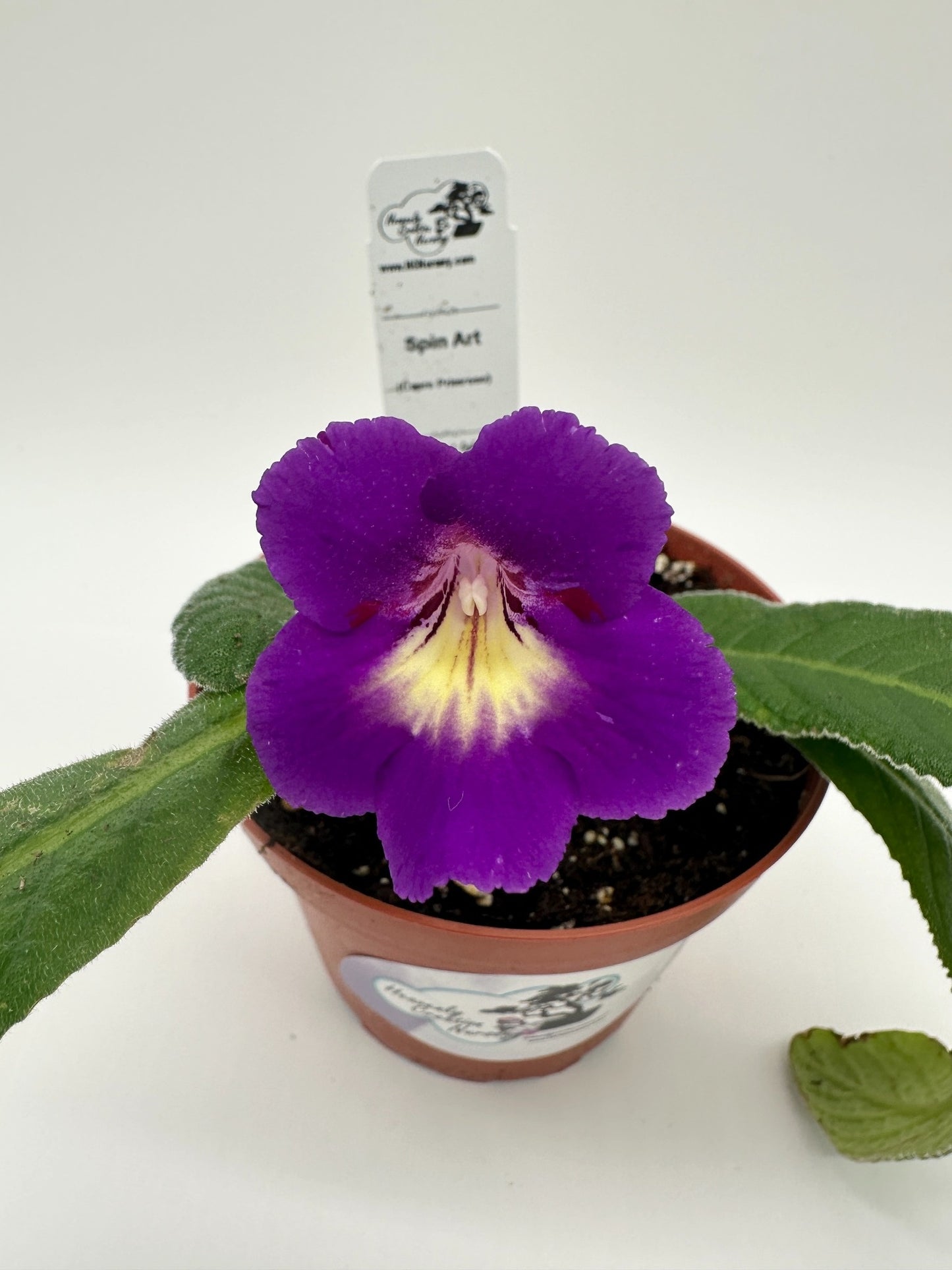 Spin Art Streptocarpus (Cape Primrose) Live Plant in 4" nursery pot