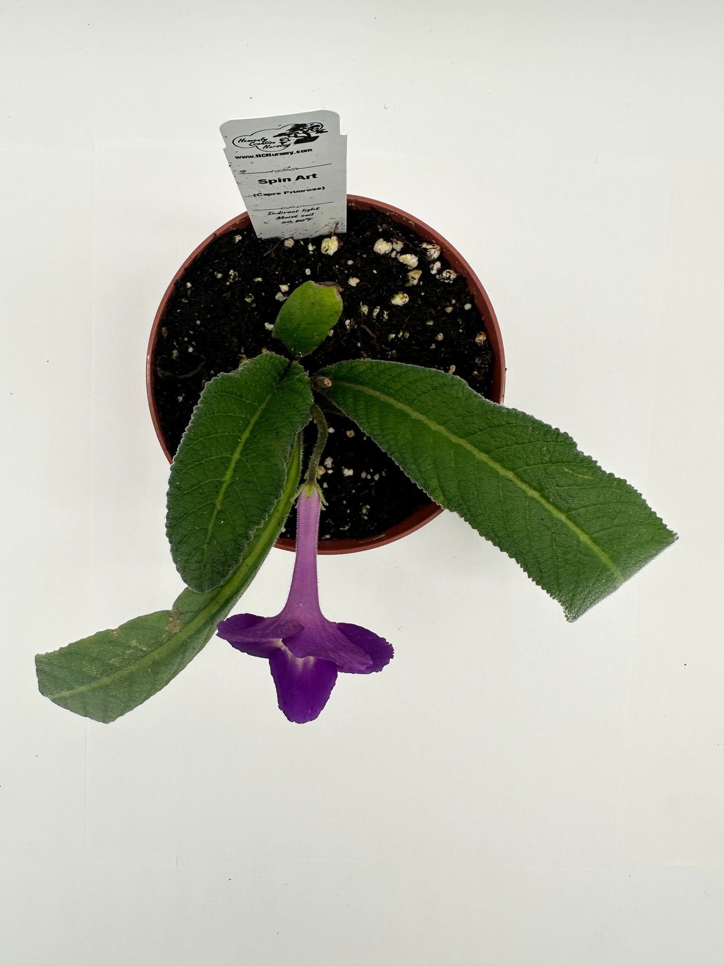 Spin Art Streptocarpus (Cape Primrose) Live Plant in 4" nursery pot
