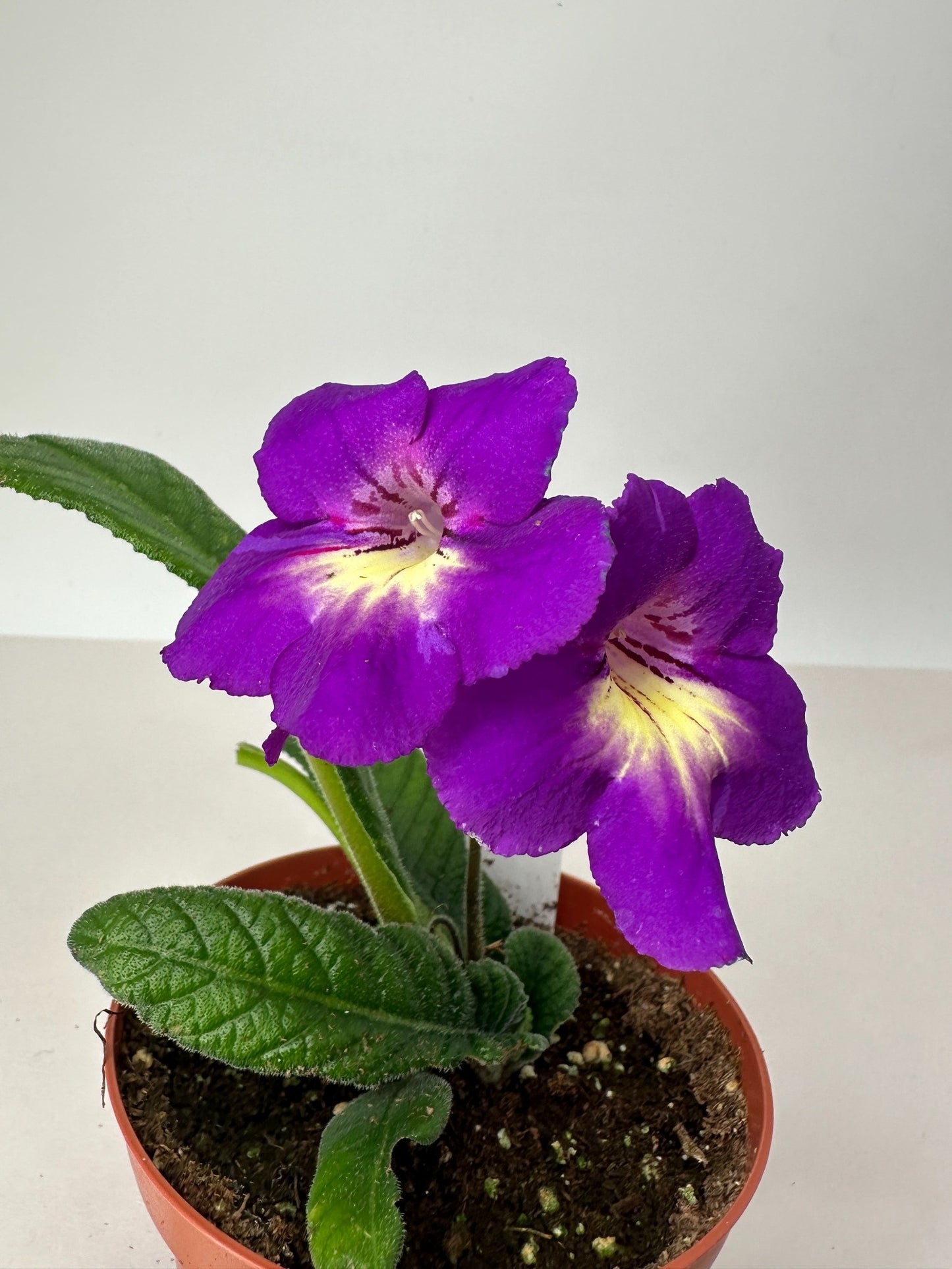 Spin Art Streptocarpus (Cape Primrose) Live Plant in 4" nursery pot