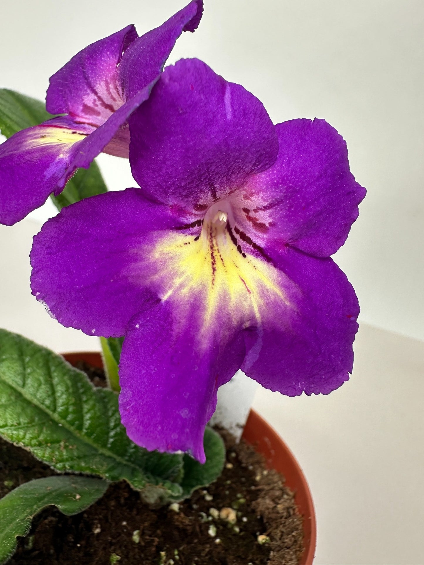 Spin Art Streptocarpus (Cape Primrose) Live Plant in 4" nursery pot