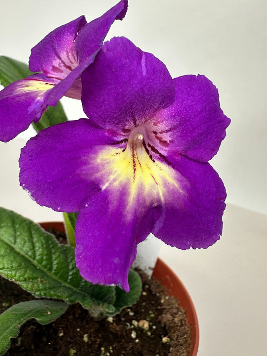 Spin Art Streptocarpus (Cape Primrose) Live Plant in 4" nursery pot