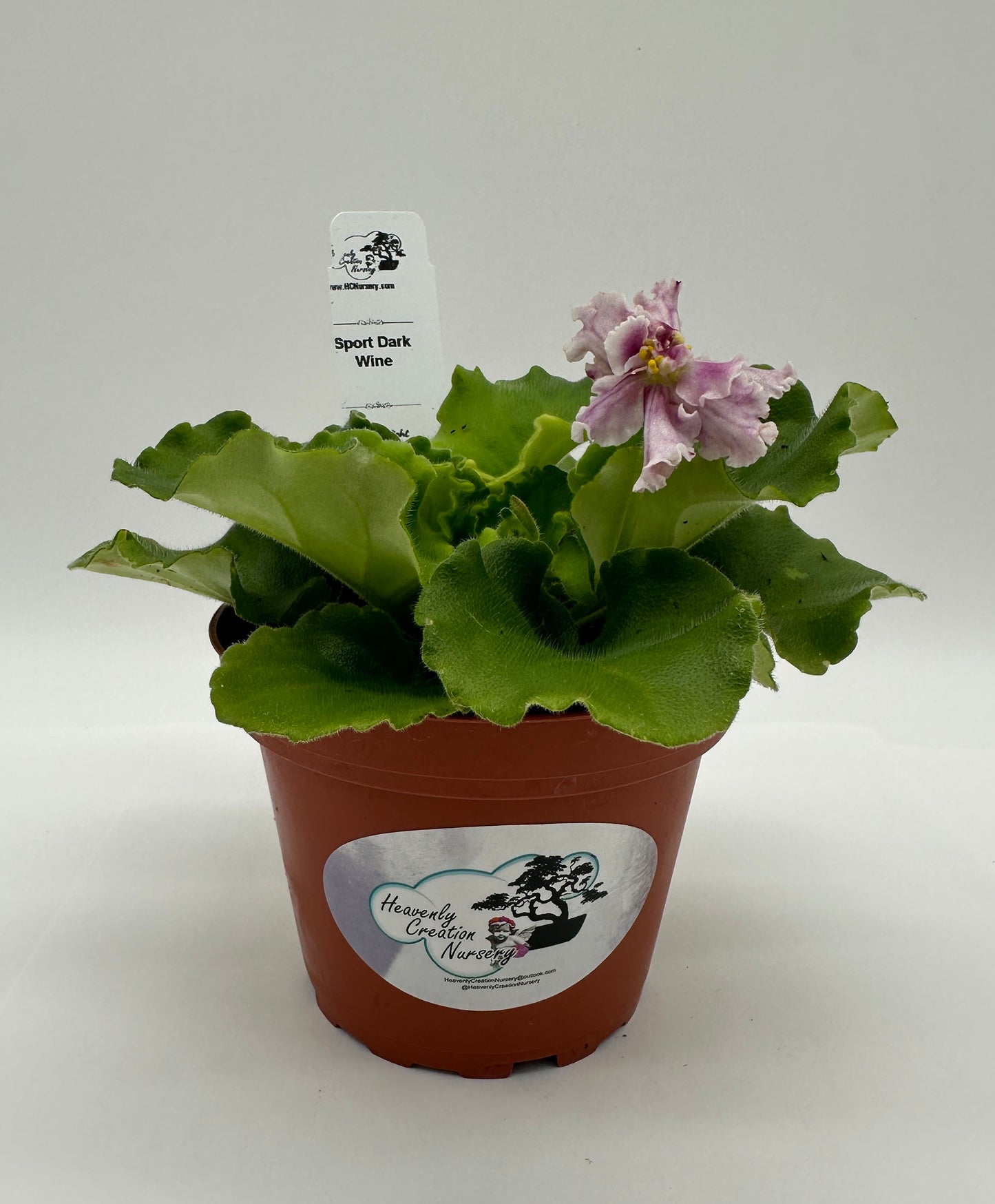 Sport Dark Wine - Live African Violet 4"