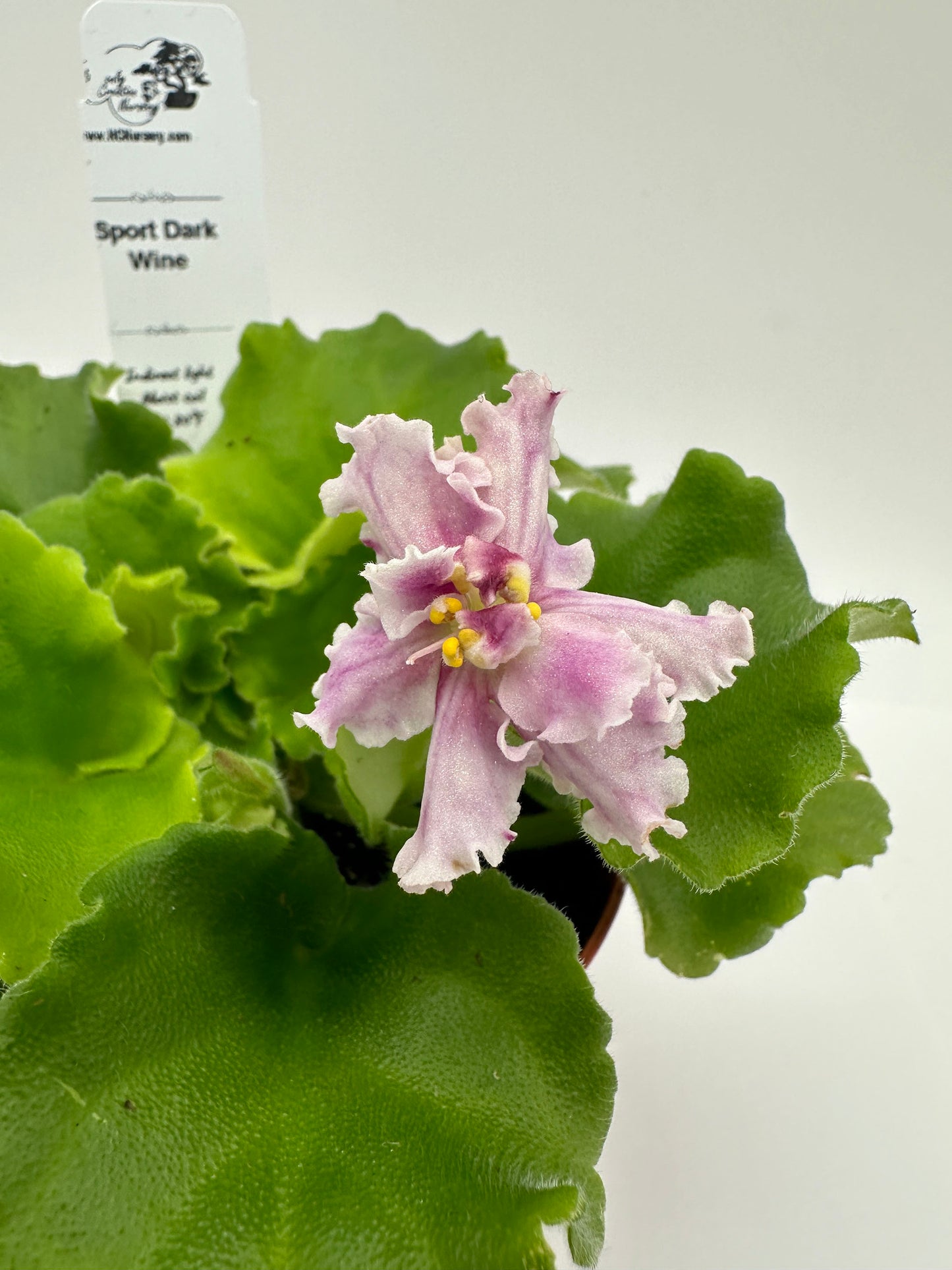 Sport Dark Wine - Live African Violet 4"