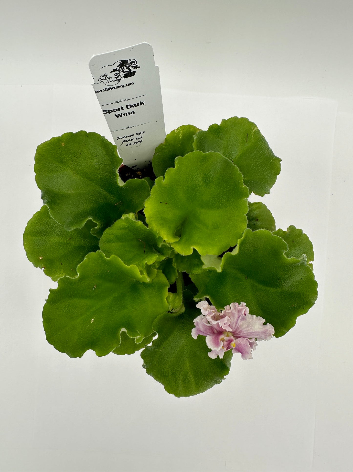 Sport Dark Wine - Live African Violet 4"