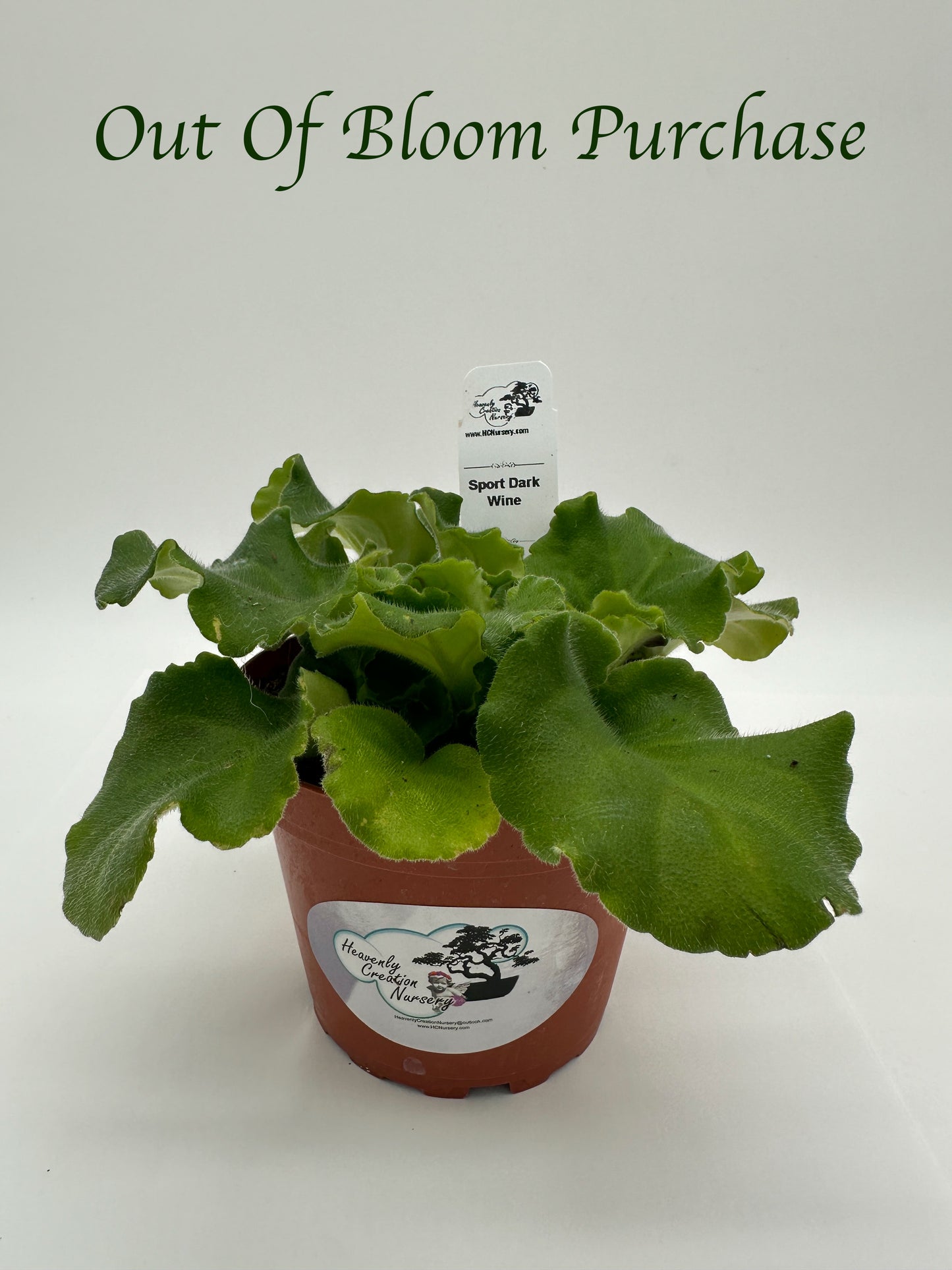 Sport Dark Wine - Live African Violet 4"
