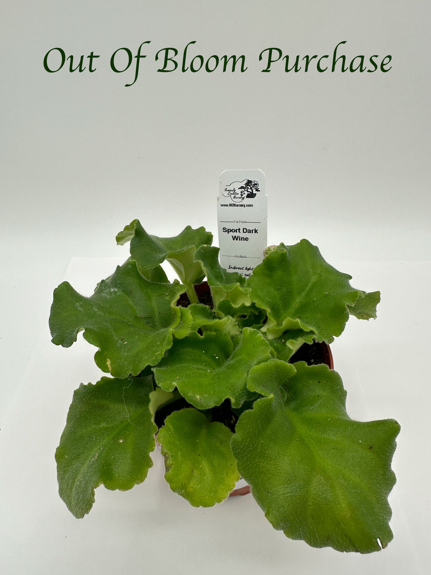 Sport Dark Wine - Live African Violet 4"