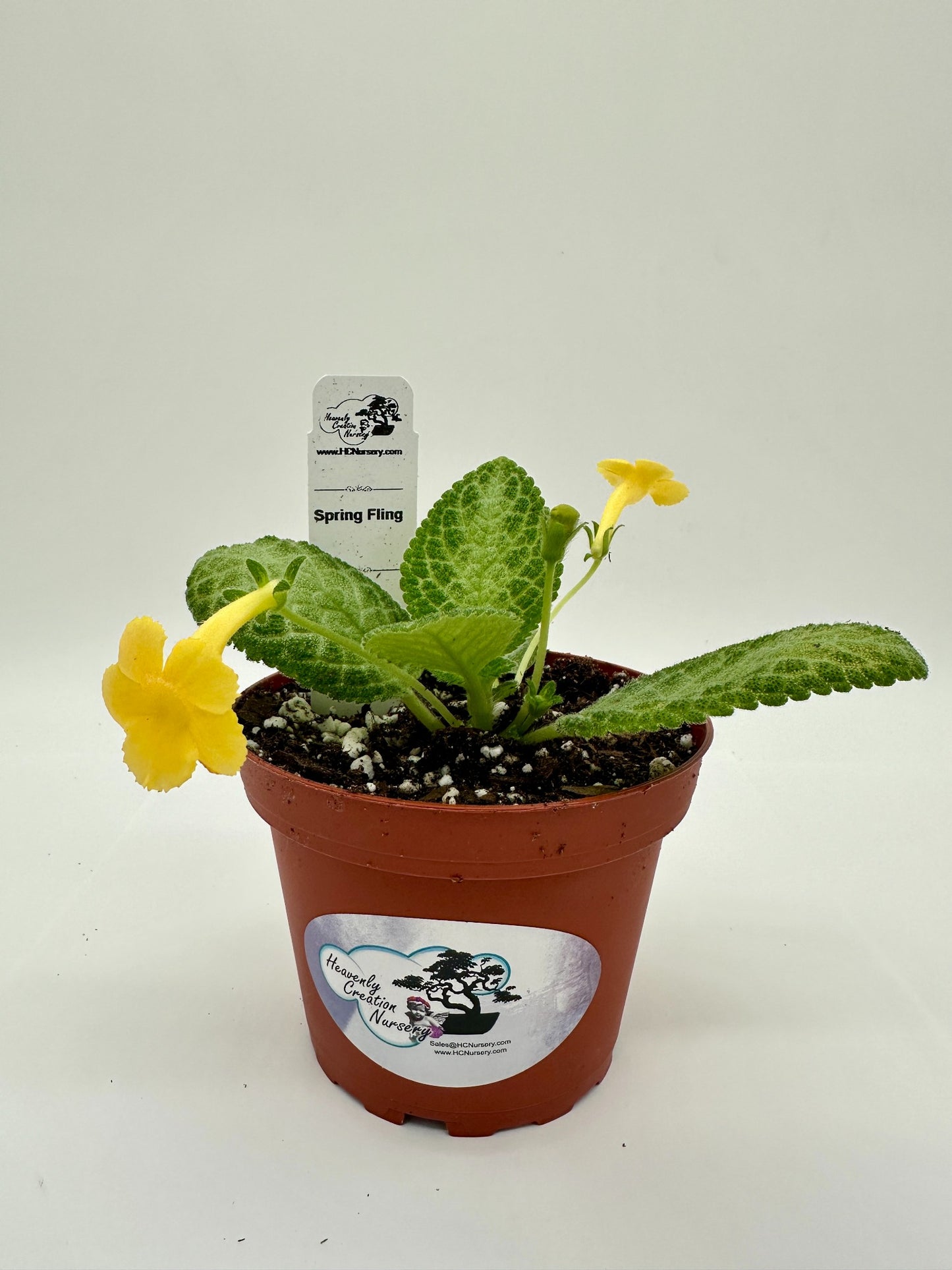 Spring Fling - Live Episcia 4" (Elite)
