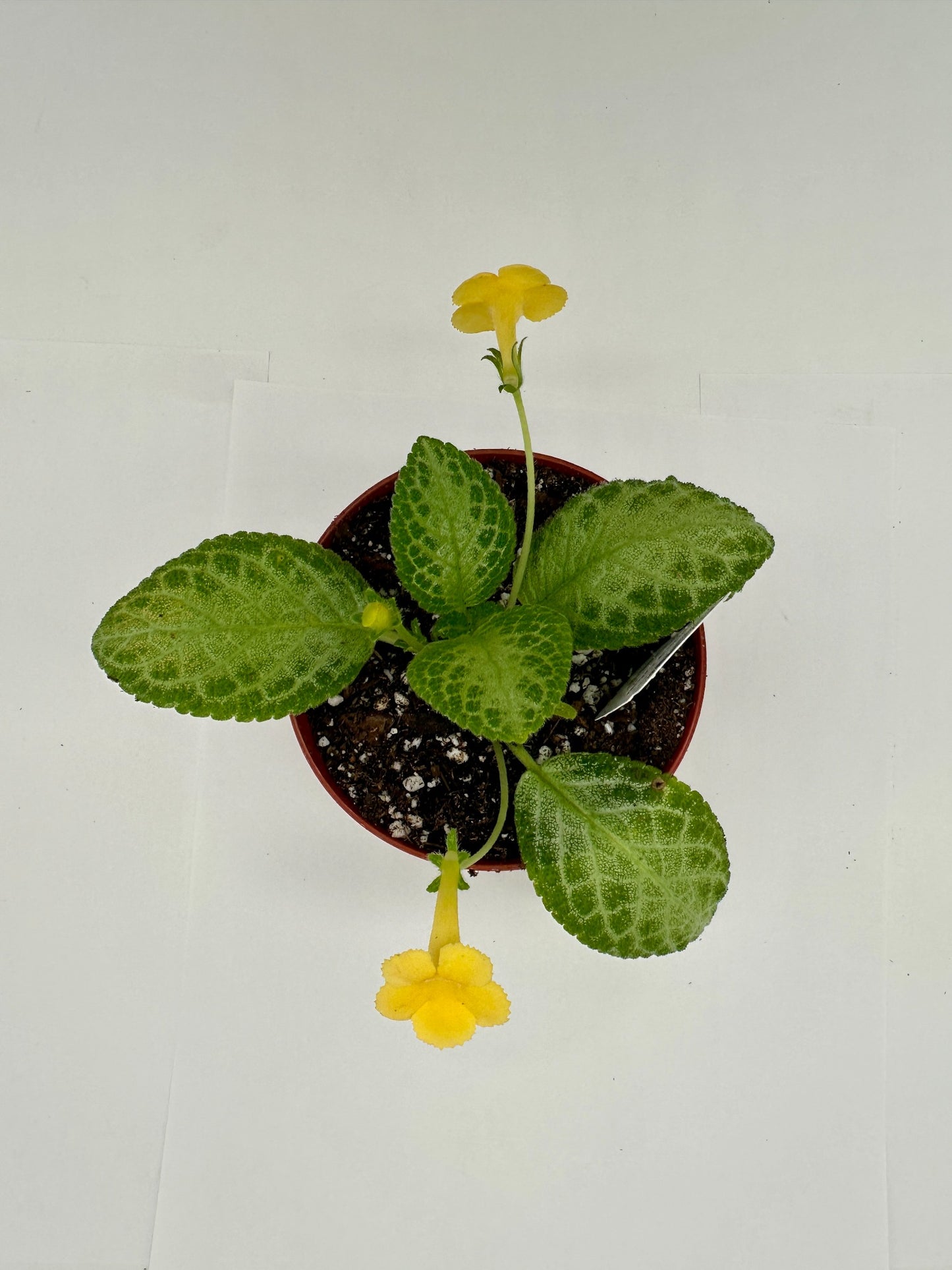 Spring Fling - Live Episcia 4" (Elite)