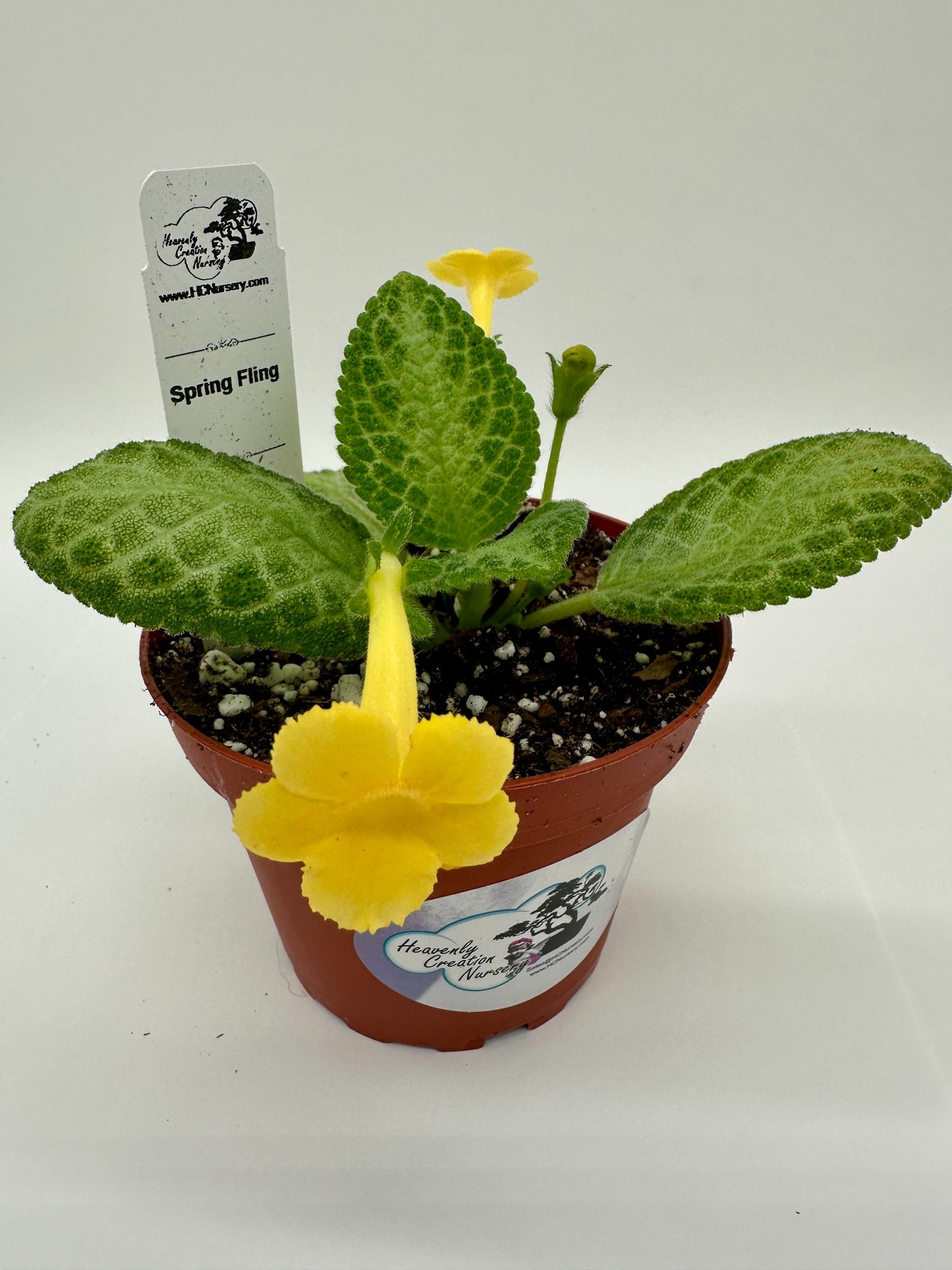 Spring Fling - Live Episcia 4" (Elite)
