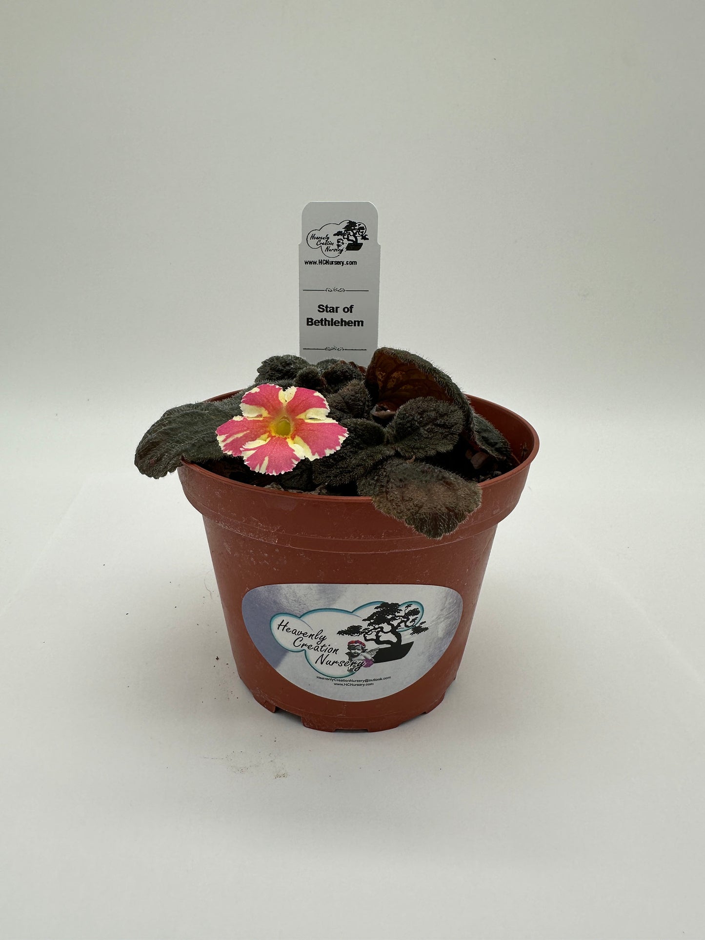 Star of Bethlehem - Live Episcia 4"