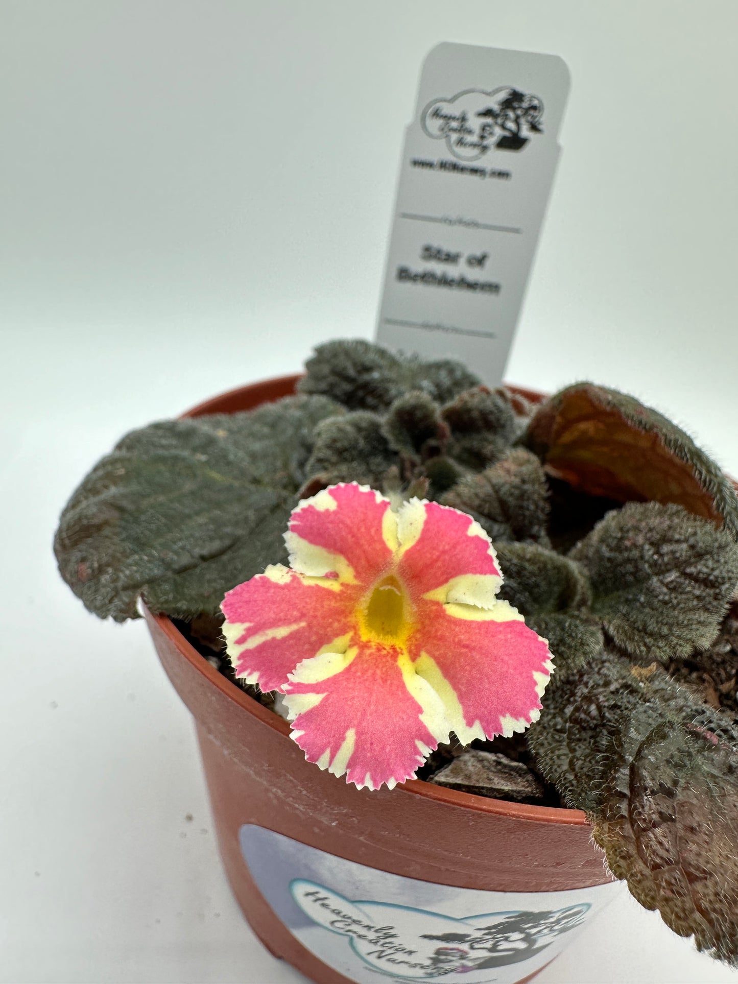 Star of Bethlehem - Live Episcia 4"
