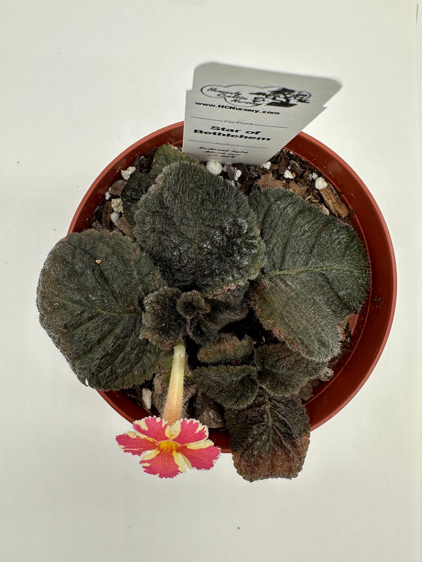 Star of Bethlehem - Live Episcia 4"