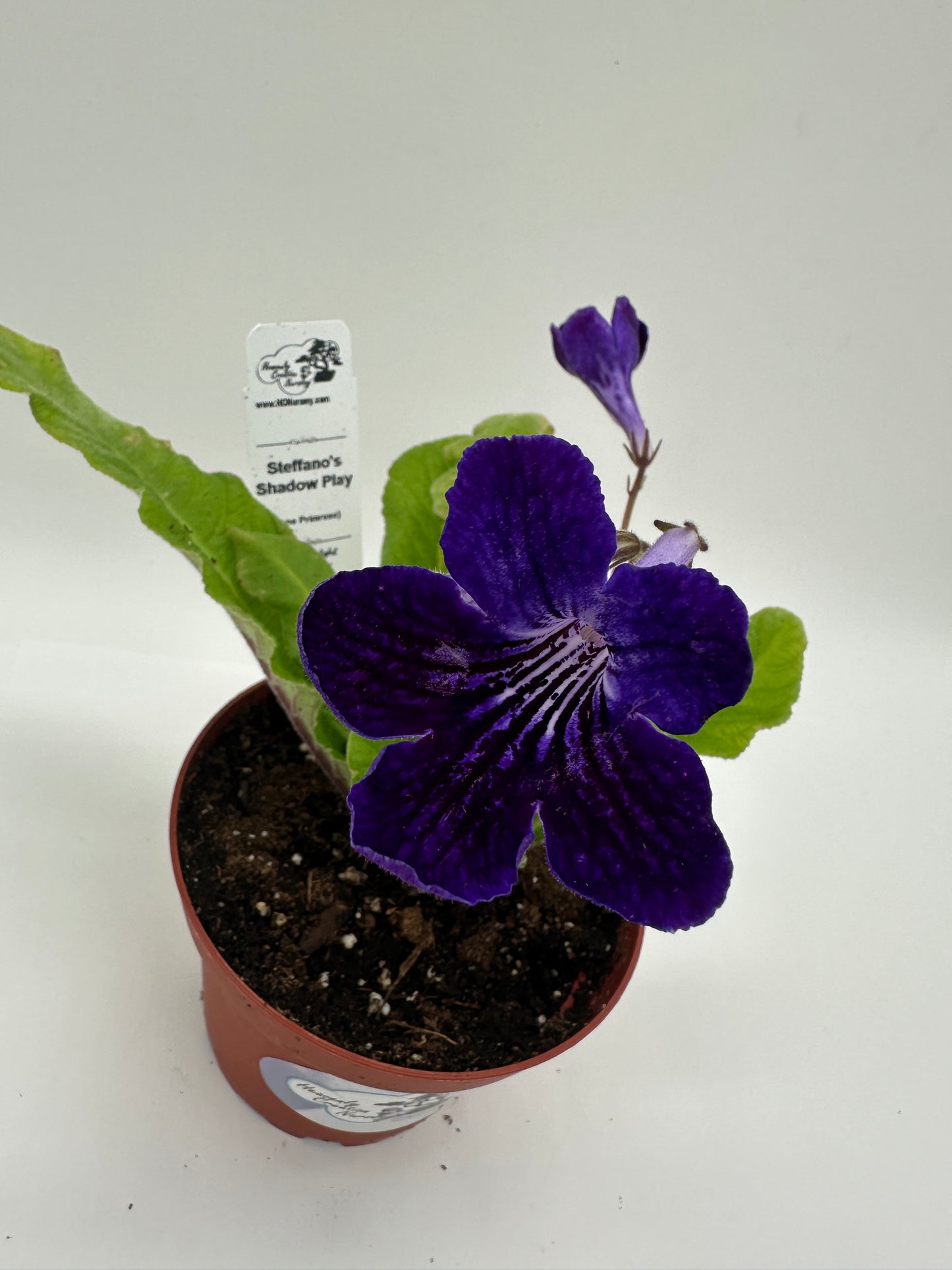 Steffano's Shadow Play Streptocarpus (Cape Primrose) Live Plant in 4" nursery pot