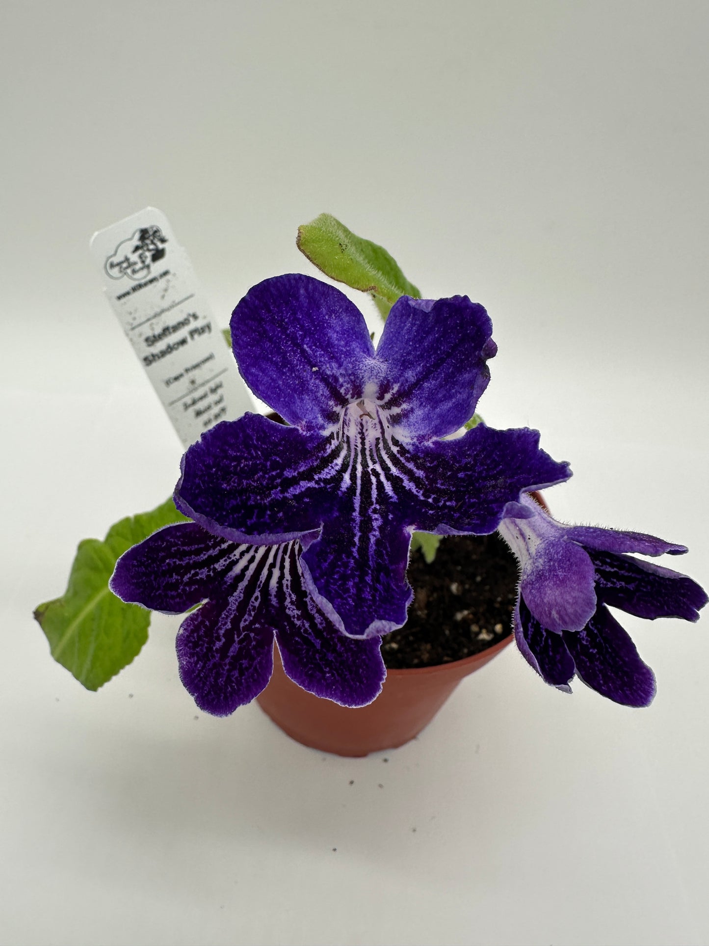 Steffano's Shadow Play Streptocarpus (Cape Primrose) Live Plant in 4" nursery pot