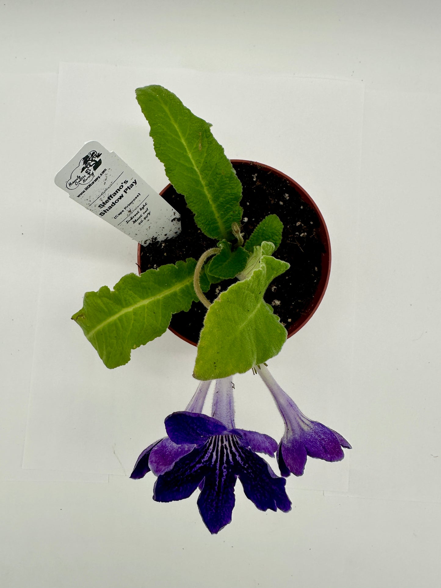 Steffano's Shadow Play Streptocarpus (Cape Primrose) Live Plant in 4" nursery pot