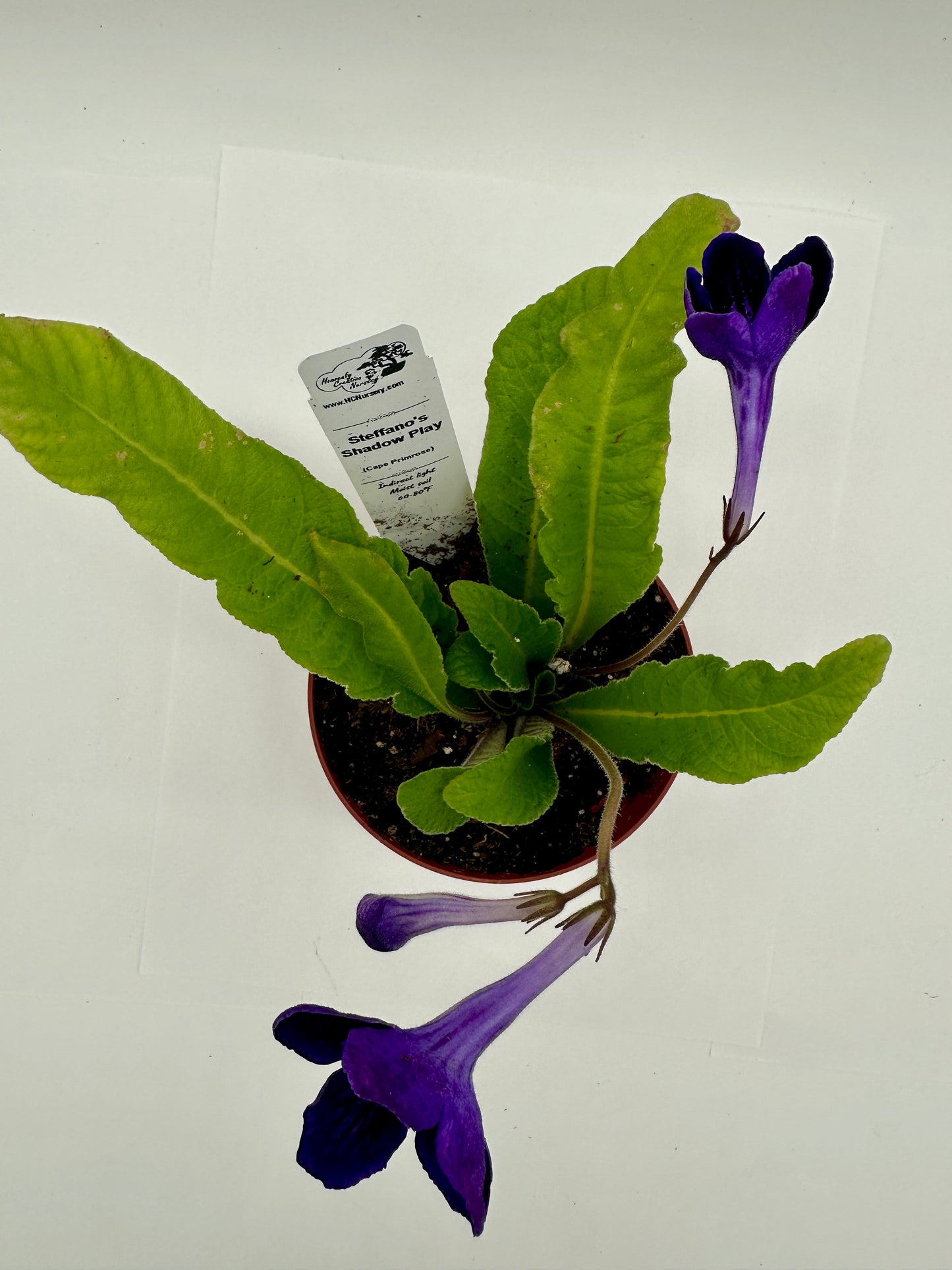 Steffano's Shadow Play Streptocarpus (Cape Primrose) Live Plant in 4" nursery pot