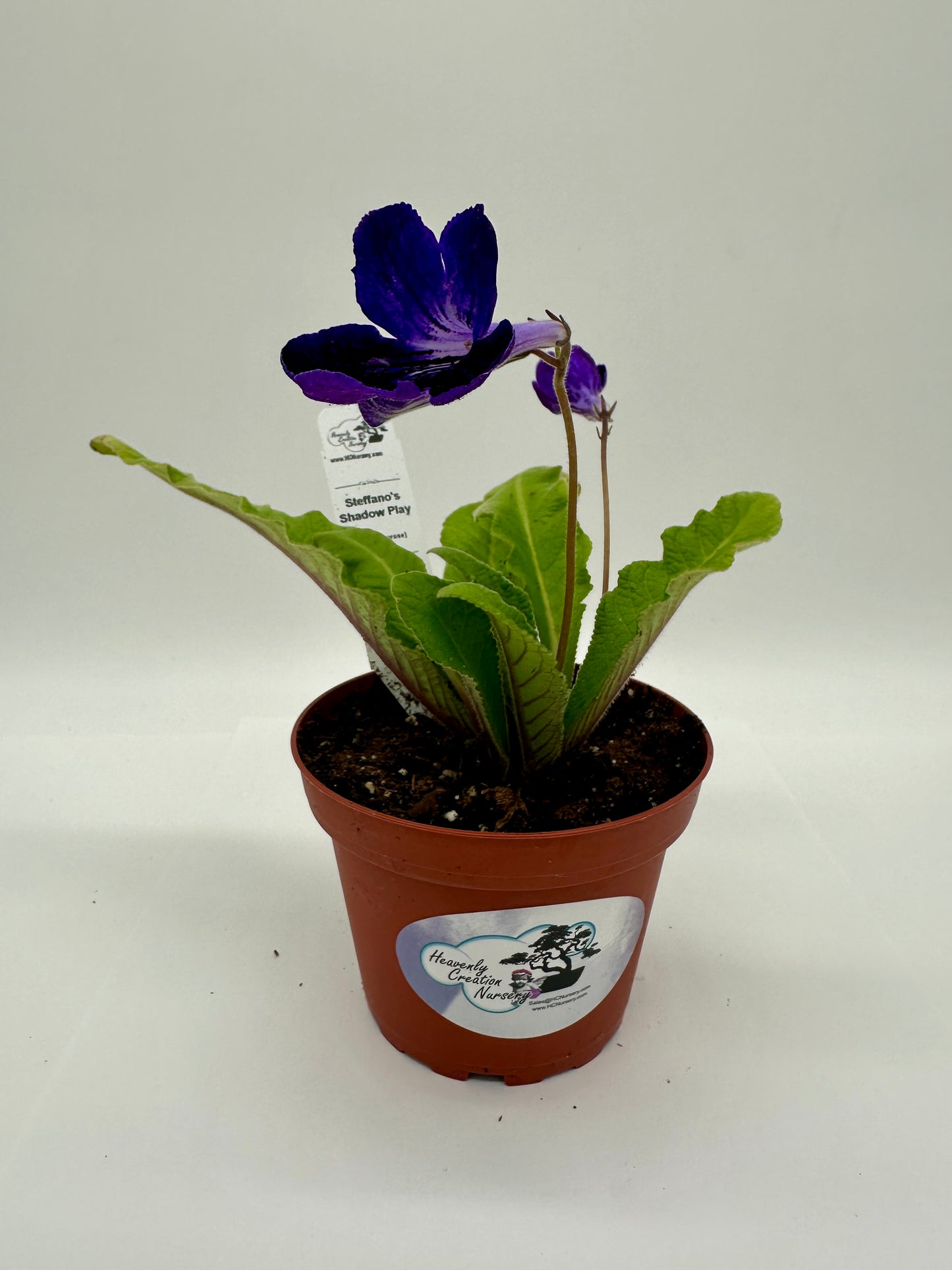 Steffano's Shadow Play Streptocarpus (Cape Primrose) Live Plant in 4" nursery pot