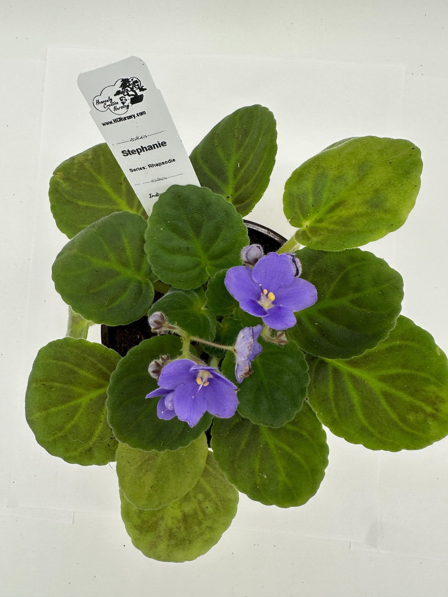 Stephanie - Live African Violet 4" - Series: Rhapsodie
