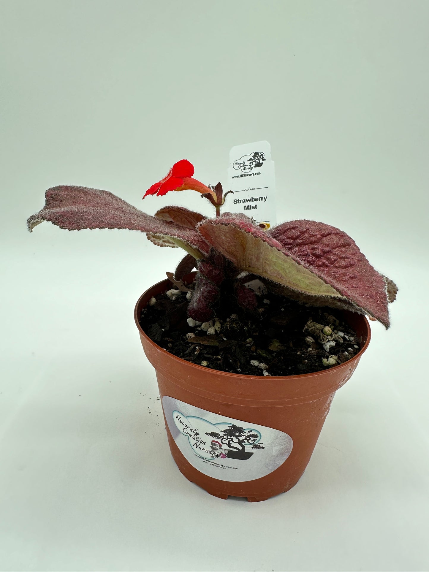 Strawberry Mist - Live Episcia 4"