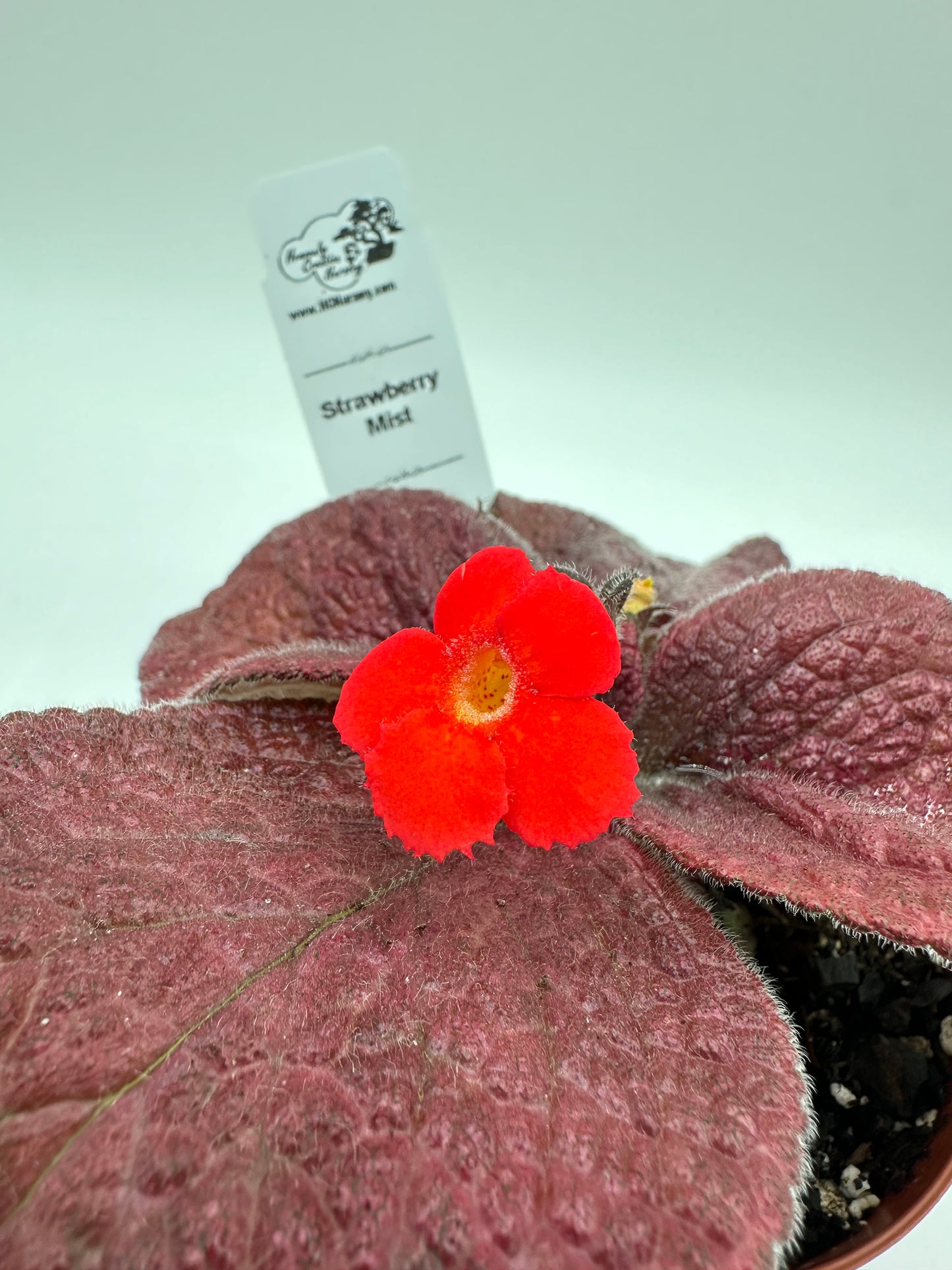 Strawberry Mist - Live Episcia 4"