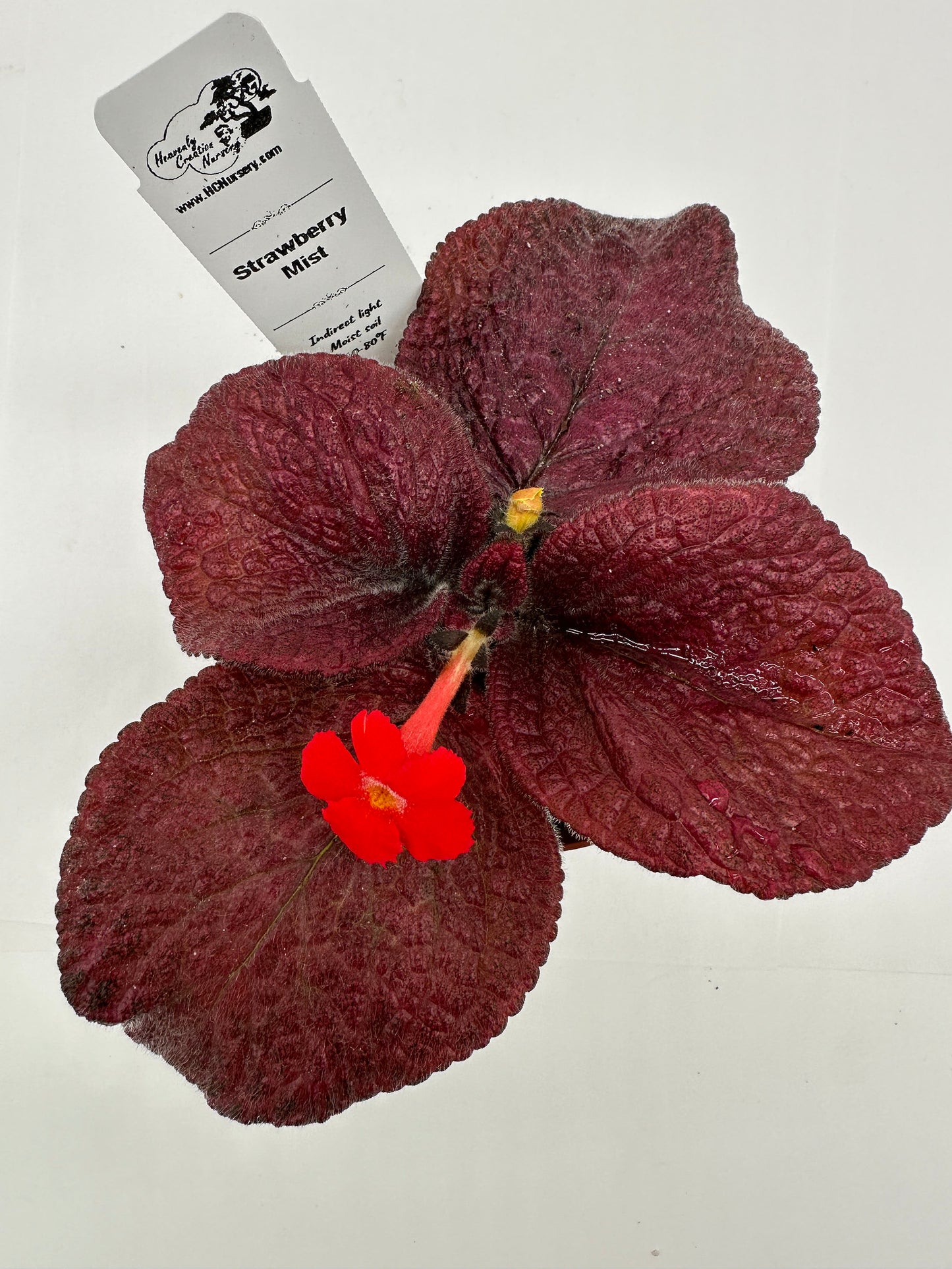 Strawberry Mist - Live Episcia 4"
