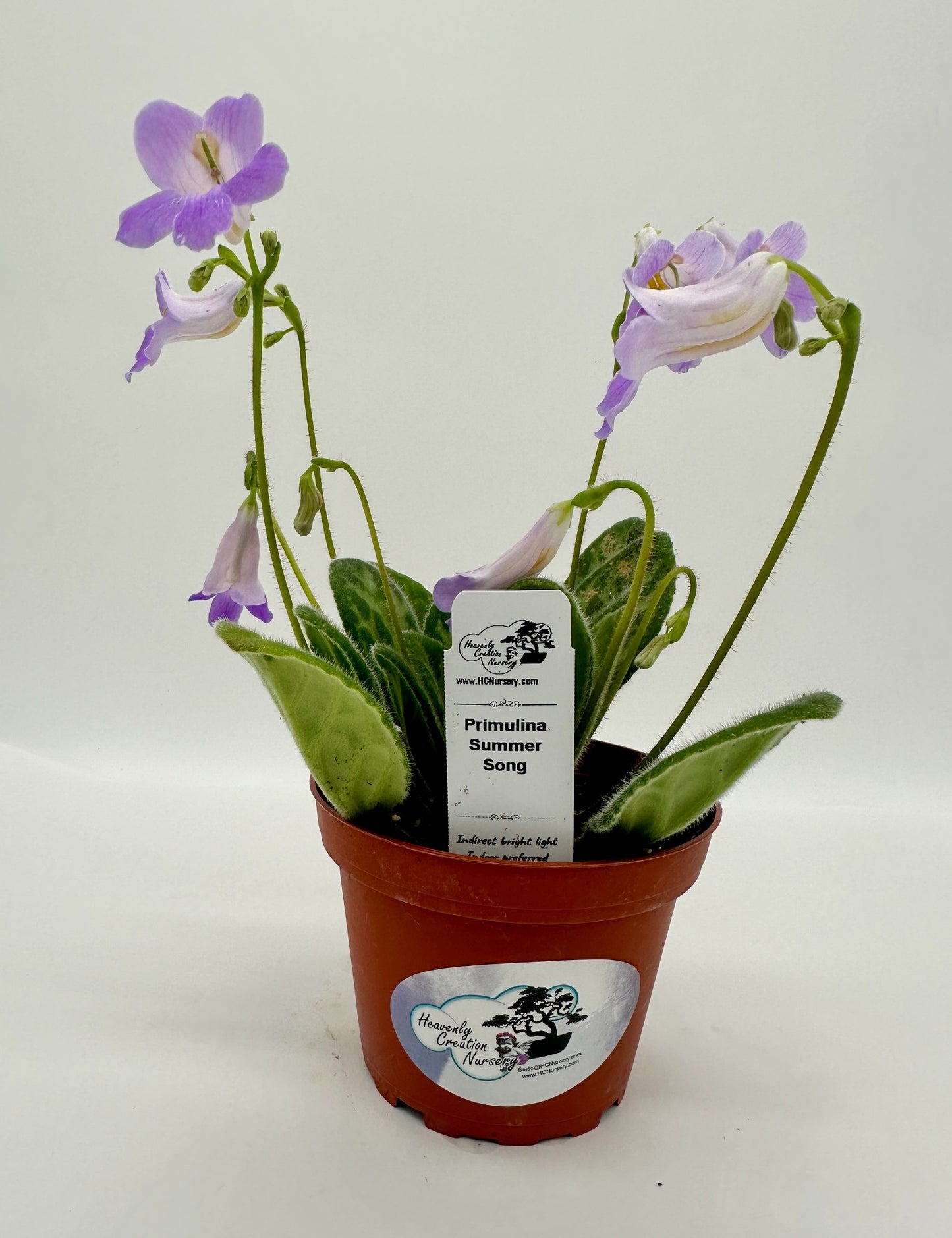 Summer Song Primulina (Asian Violet) - Live Plant 4"