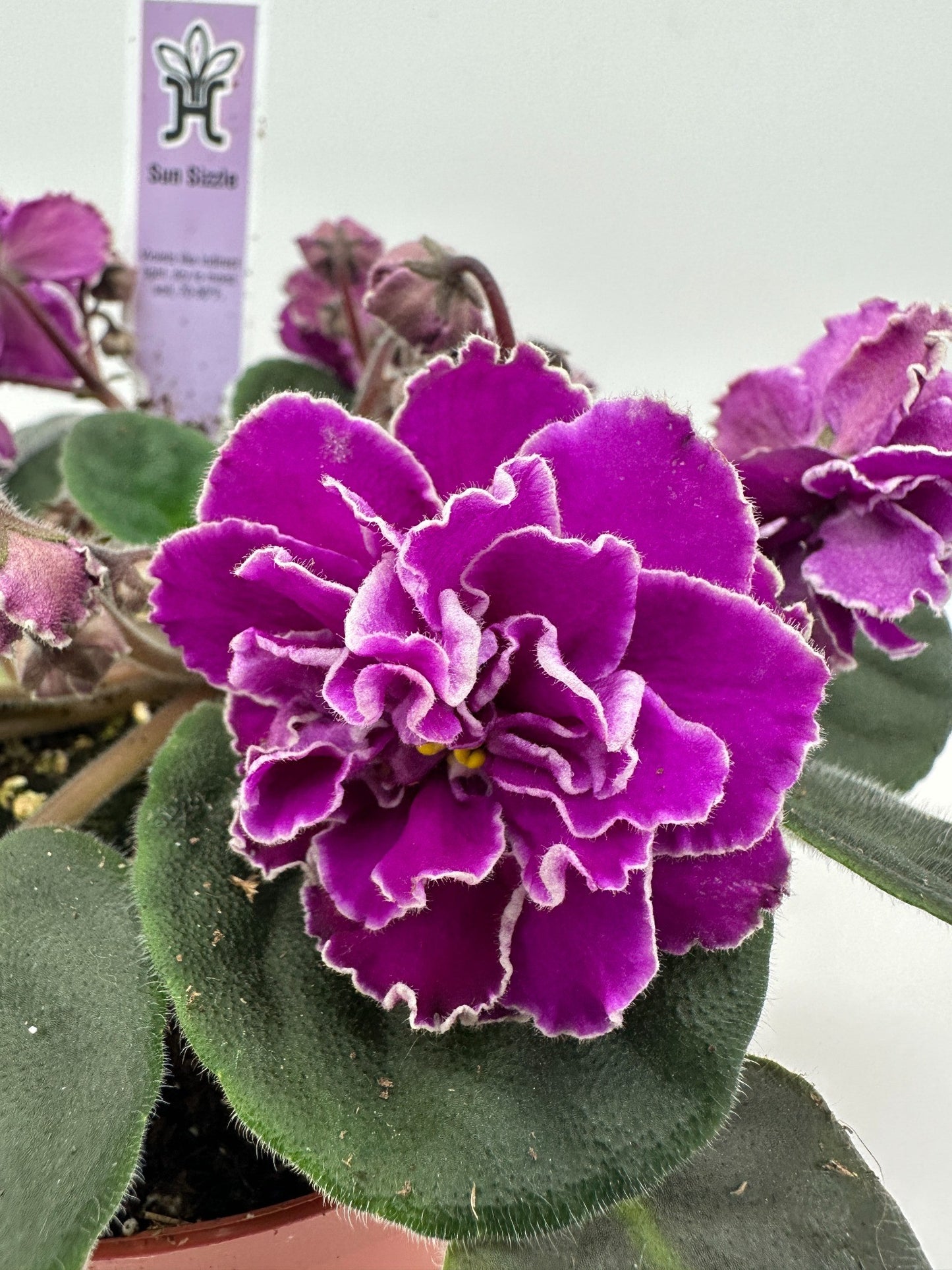 Sun Sizzle - Live African Violet 6"