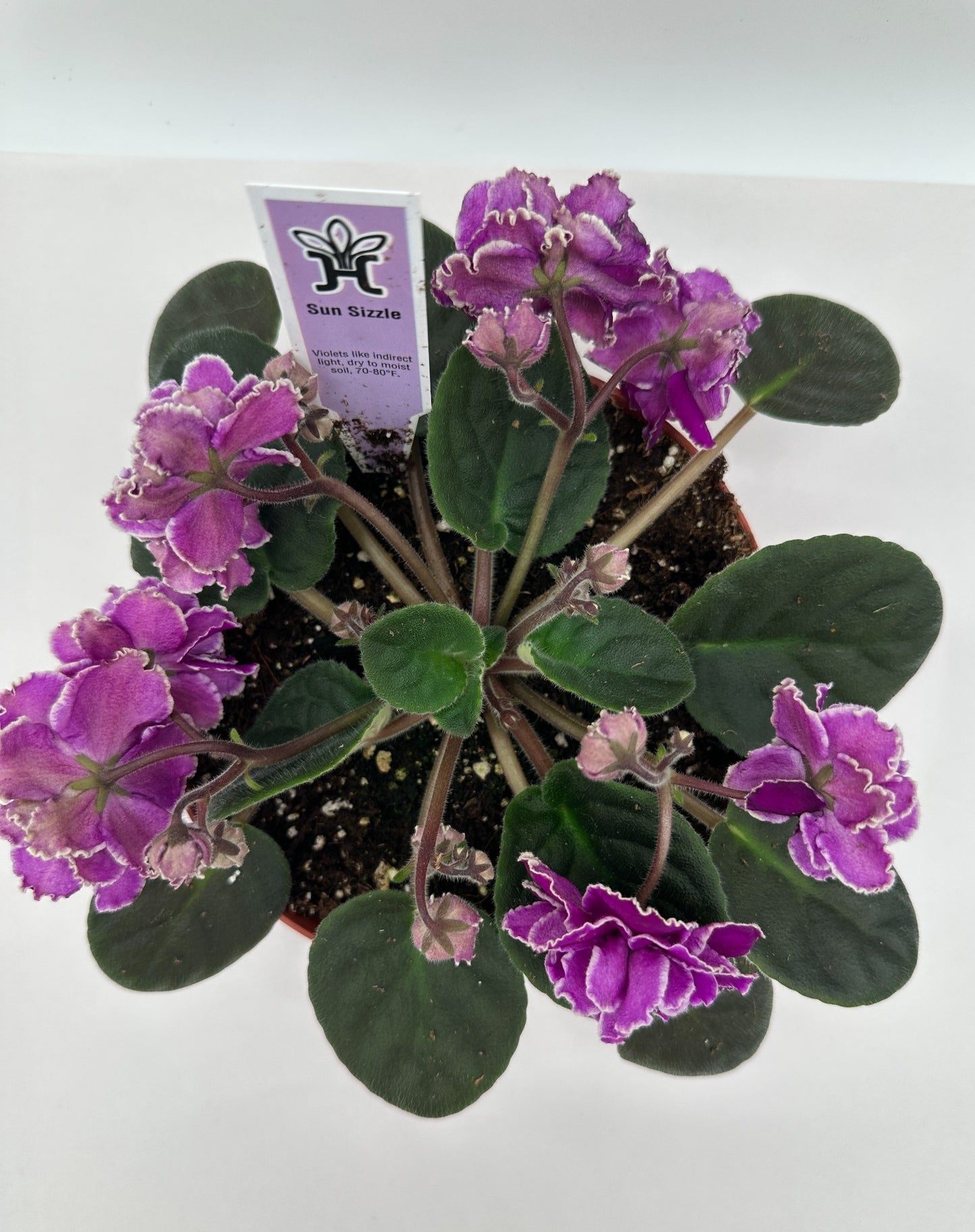 Sun Sizzle - Live African Violet 6"