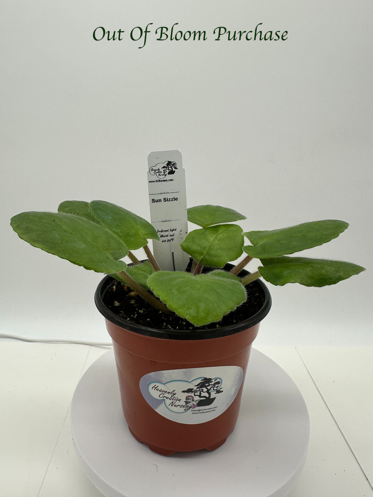 Sun Sizzle - Live African Violet 4"